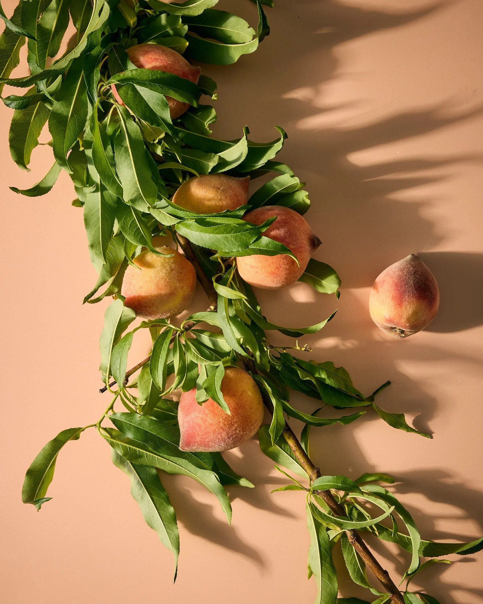 Jen-Causey-peach-branch-84.jpg