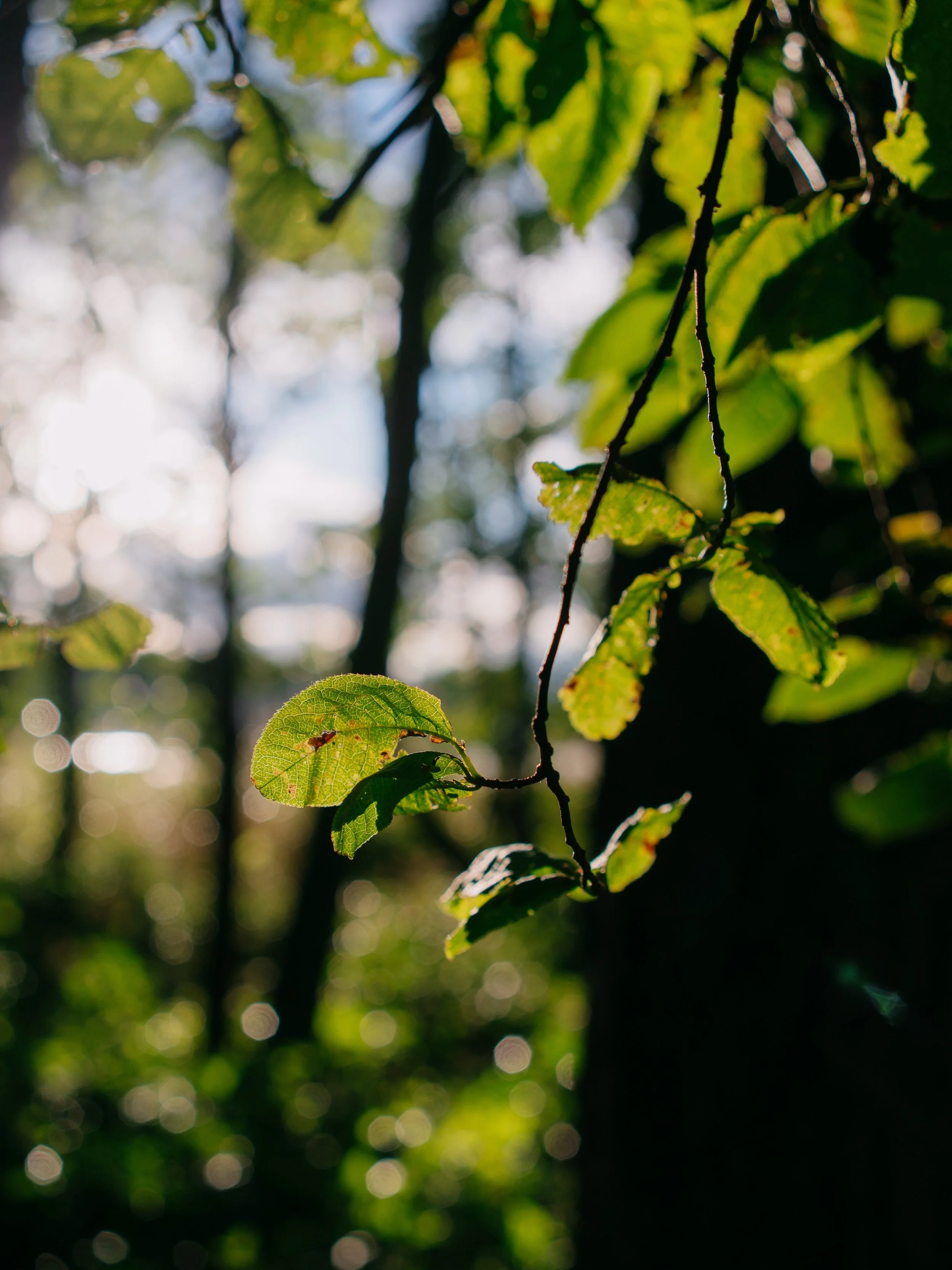 Some green hues and calm tones from Finland's Lauttasaari island in the Helsinki area 🌿
#naturephotos #localtourist #greengreengreen