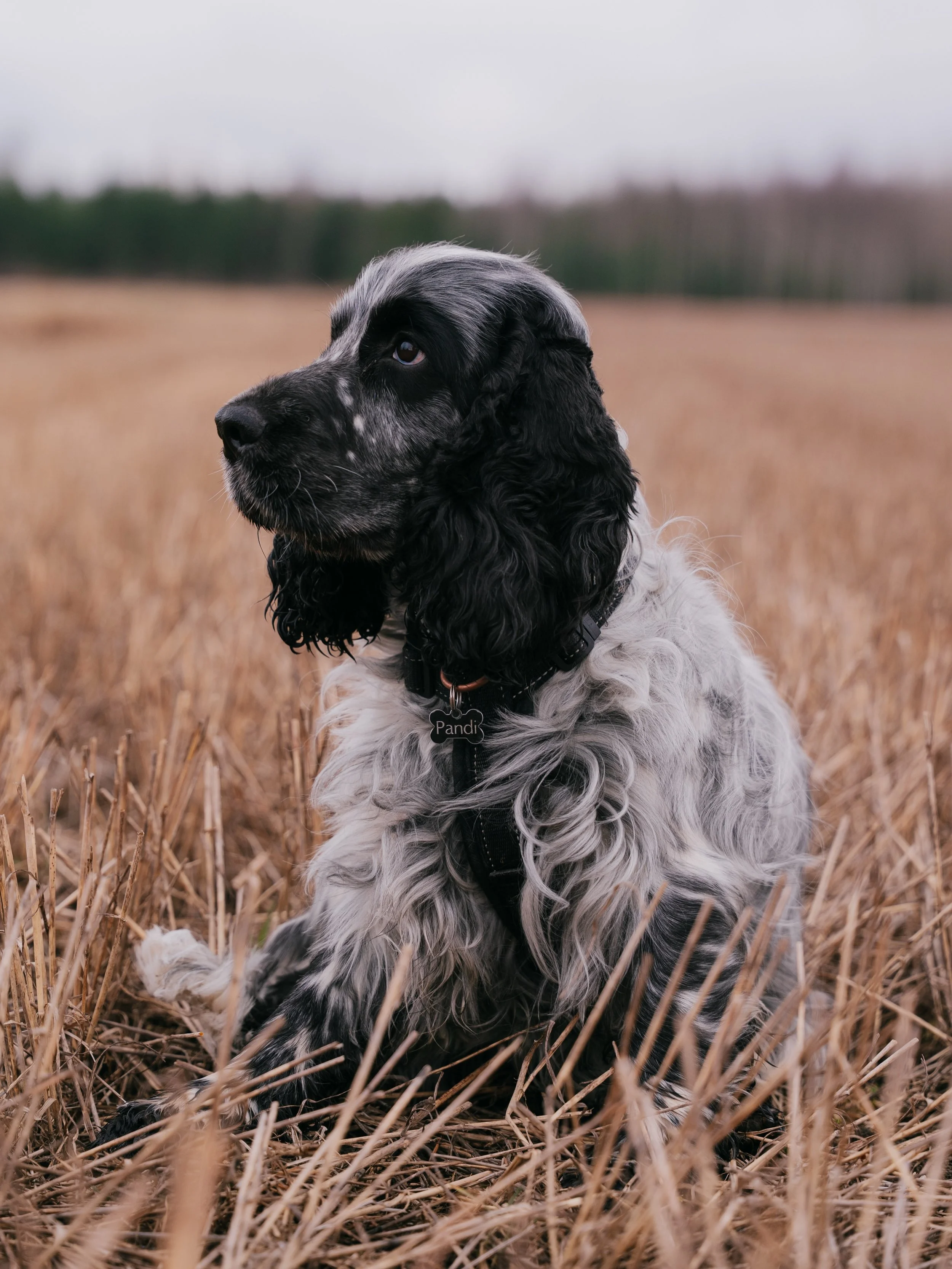 Who is a good doggo? A few photos of Pandi, the English Cocker Spaniel! 🇬🇧🐶
#animalphotography #naturetrip #sonyalpha