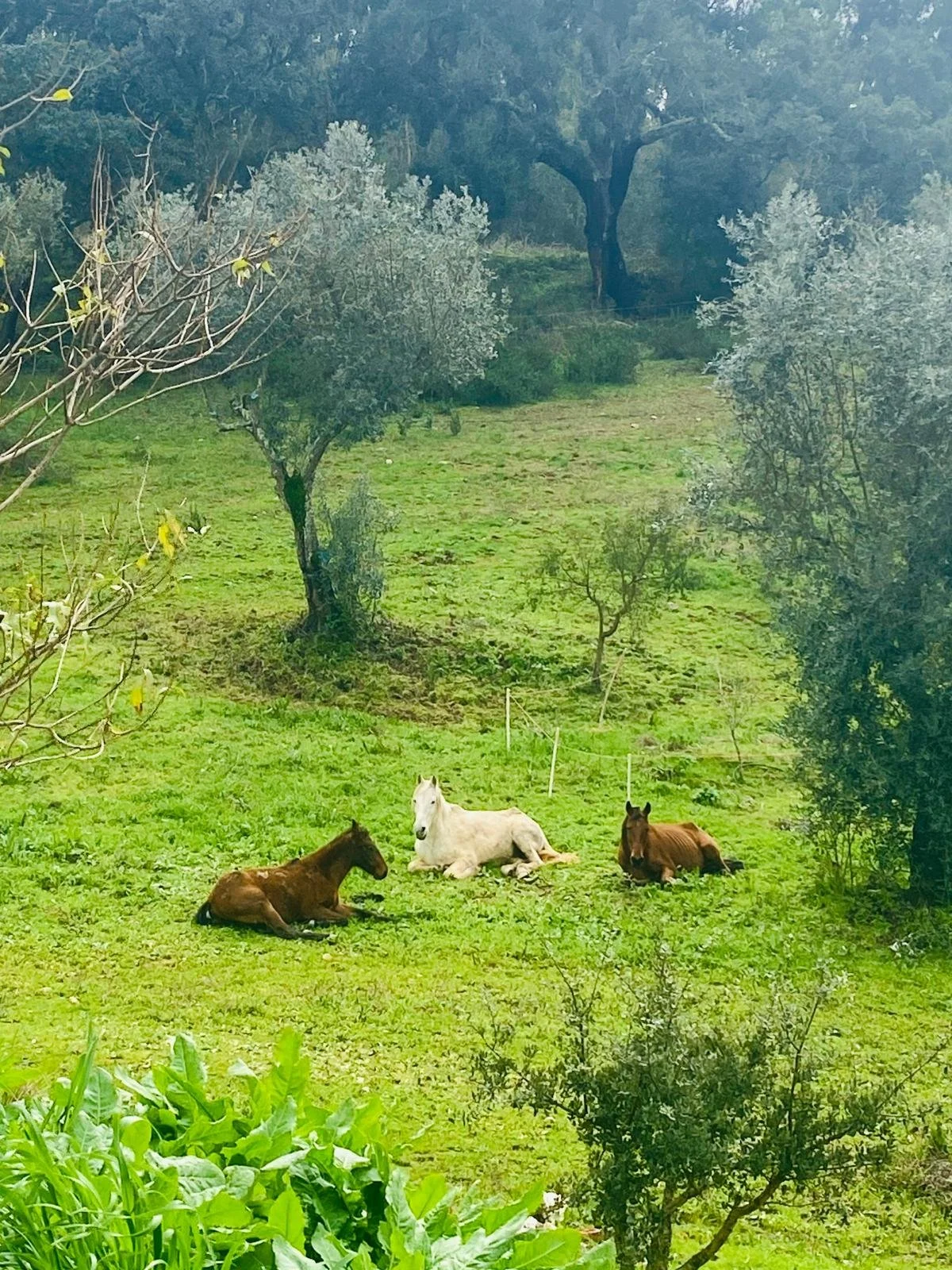 horses phantasy.jpeg