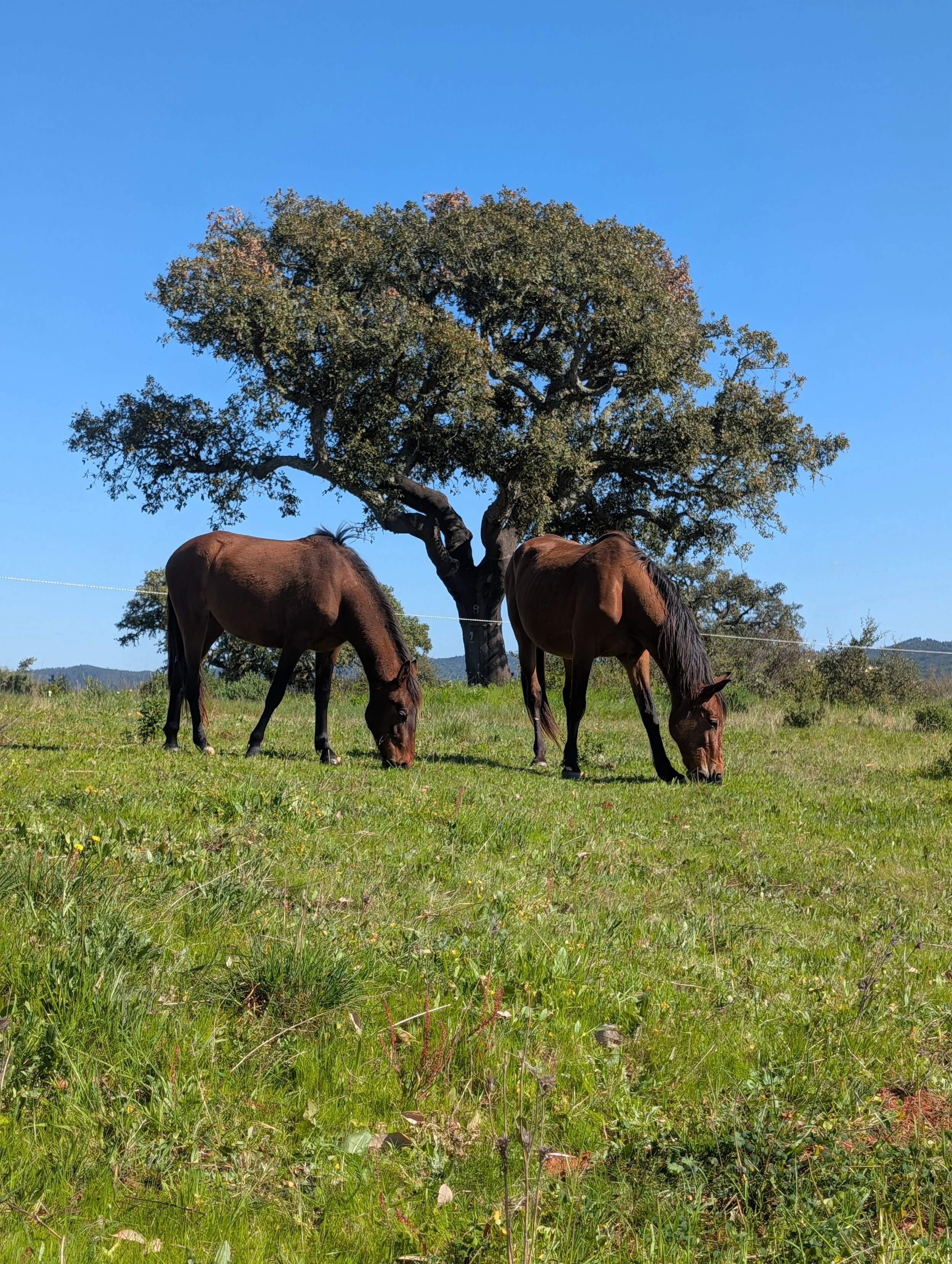 PXL_20260328_153406701.MP (1).jpg