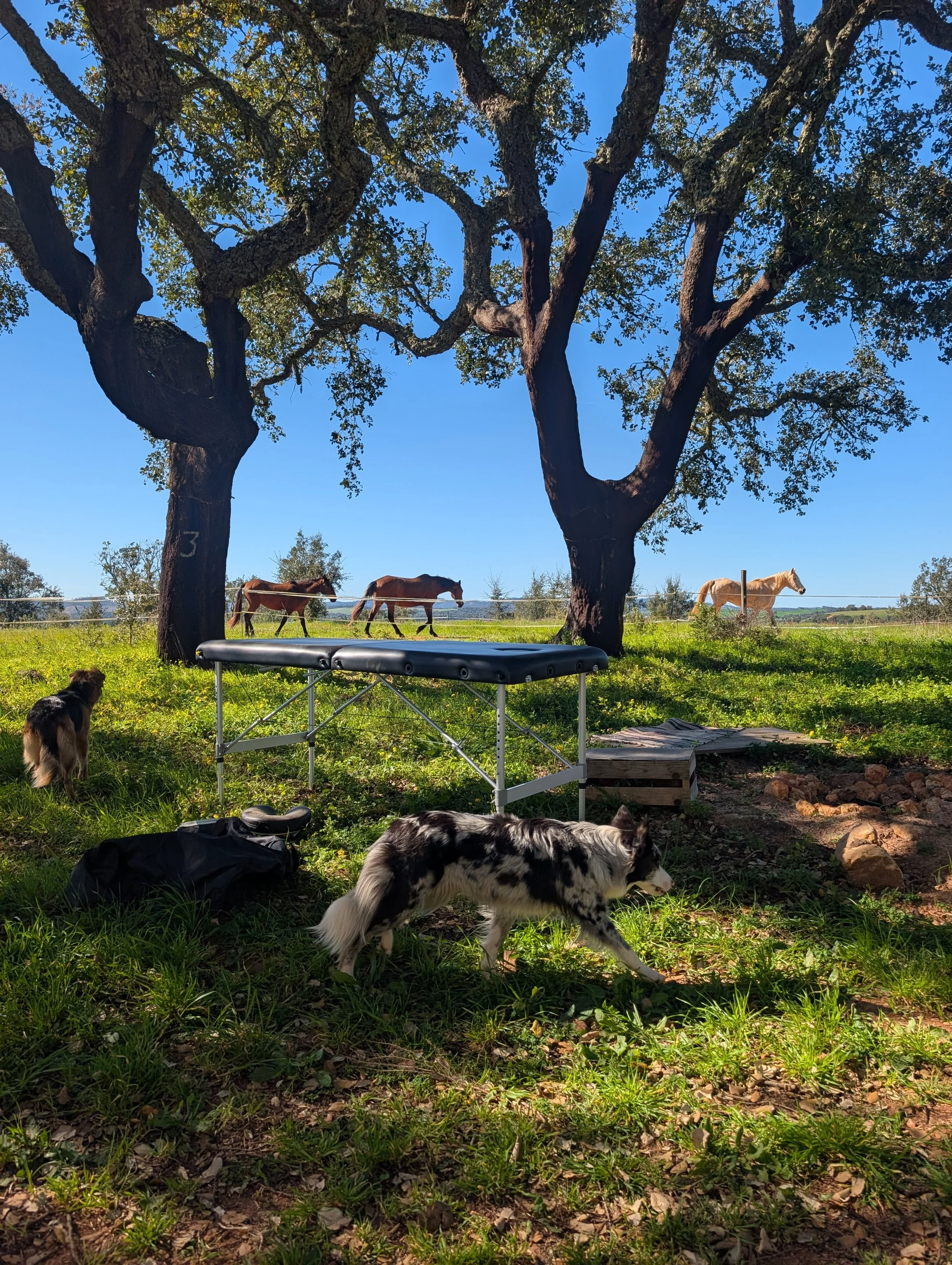 PXL_20260331_154236085 (1).jpg