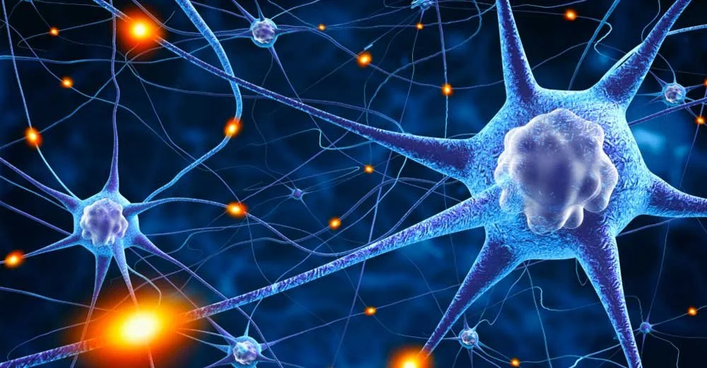 Neuroplasticity and how experience can shape the brain