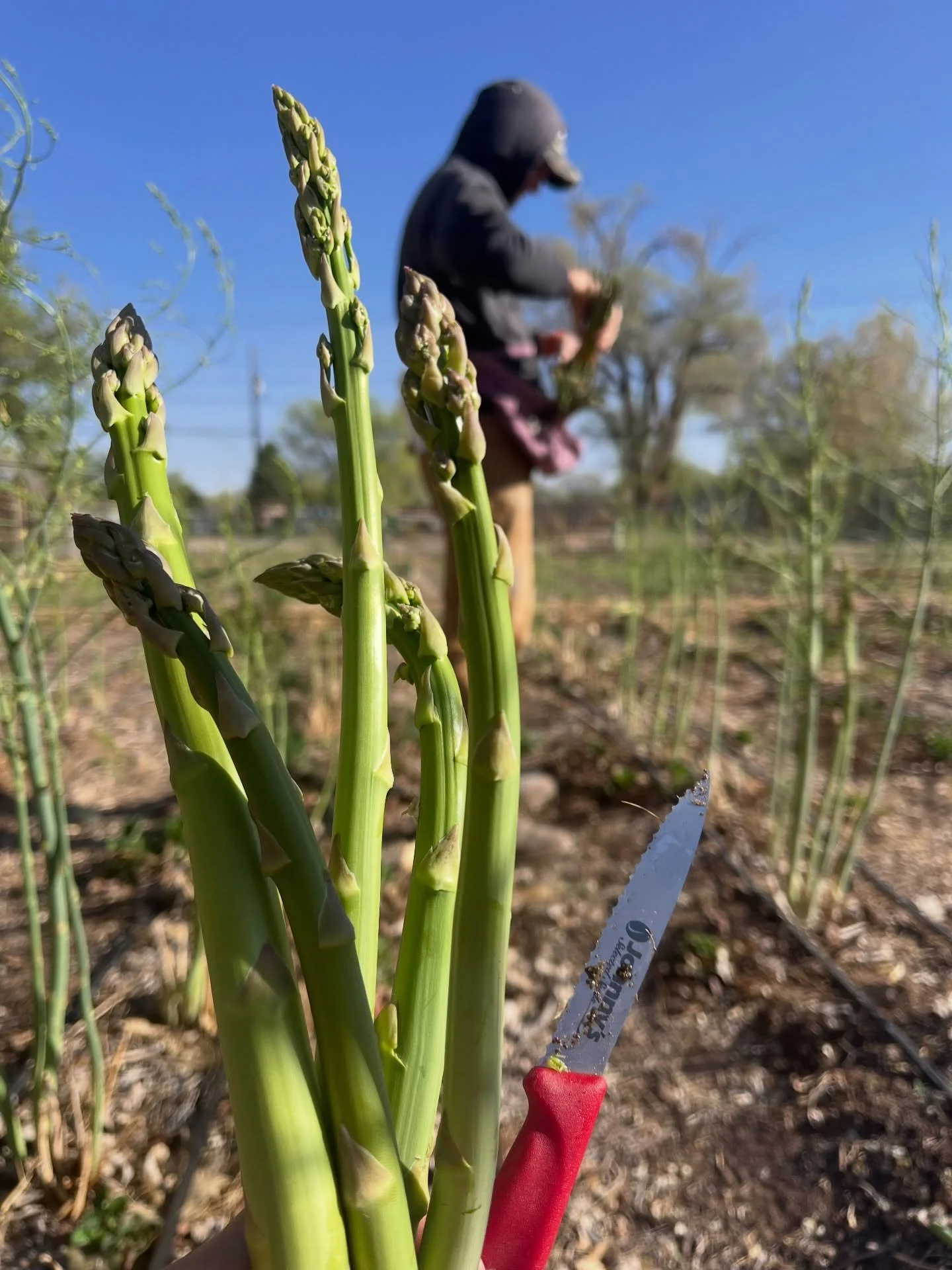 Market season is here! We&rsquo;ll be @downtowngrowers this Saturday with asparagus, poppies, herbs 🌿 (&amp; maybe some other spring vegetables&hellip;but maybe not until next week!) 

#growersmarket#albuquerque