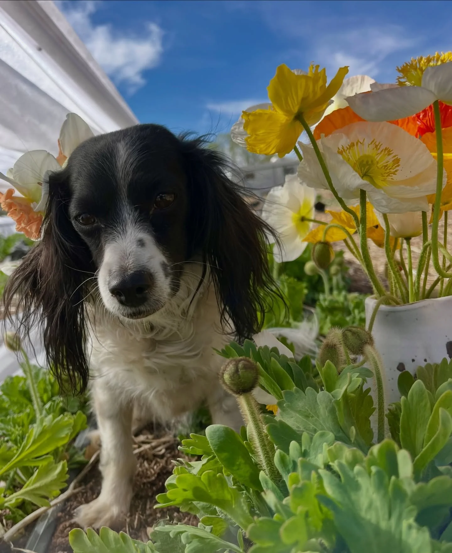 happy spring 🐾 🌼 our farm is waking up with some daffodils &amp; poppies! 

#albuquerque#springflowers