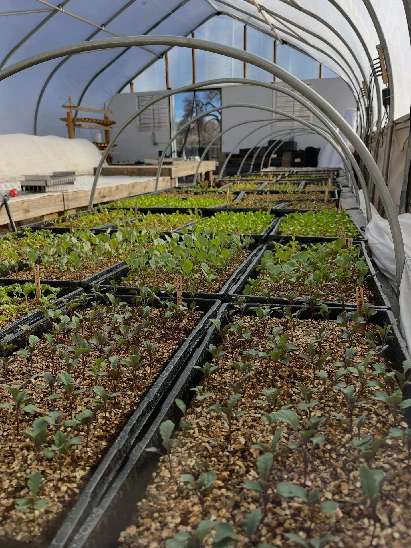 🌱 It&rsquo;s been a warm winter! The farm is starting to green up now that it&rsquo;s March and the first sprouts are poking through - so we&rsquo;re back too!

This season Mitchell and I picked &ldquo;focus&rdquo; as our word of the year: trying to