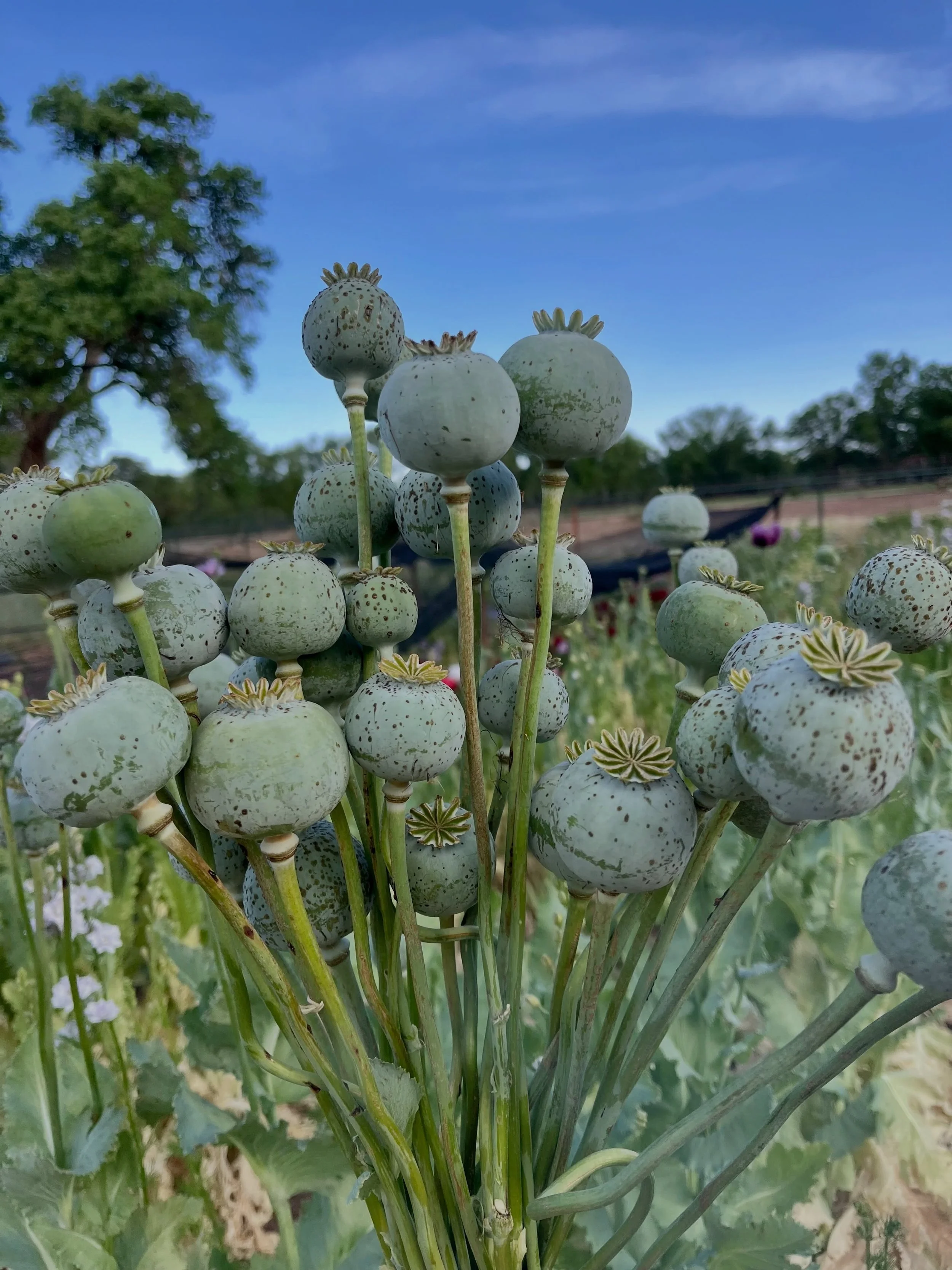 Our breadseed poppies created a beautiful sea of purple and pinks this spring, and now the petals have all fallen &amp; left us with these big ol&rsquo; wild pods that we use in our bouquets! 

School&rsquo;s out, summer&rsquo;s here, and we&rsquo;re
