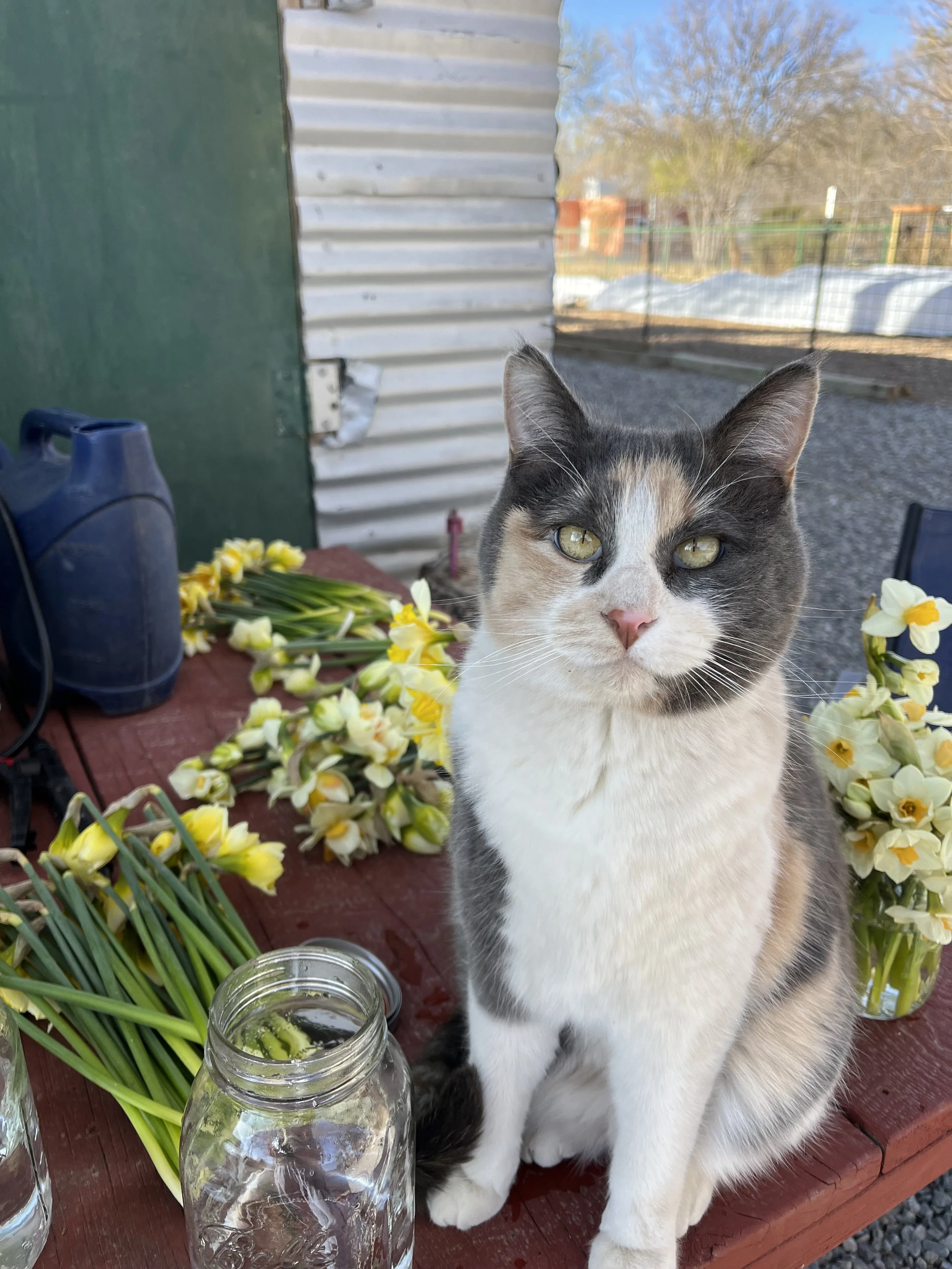 An image of one of the farm cats near a flower jar, with flowers around him.