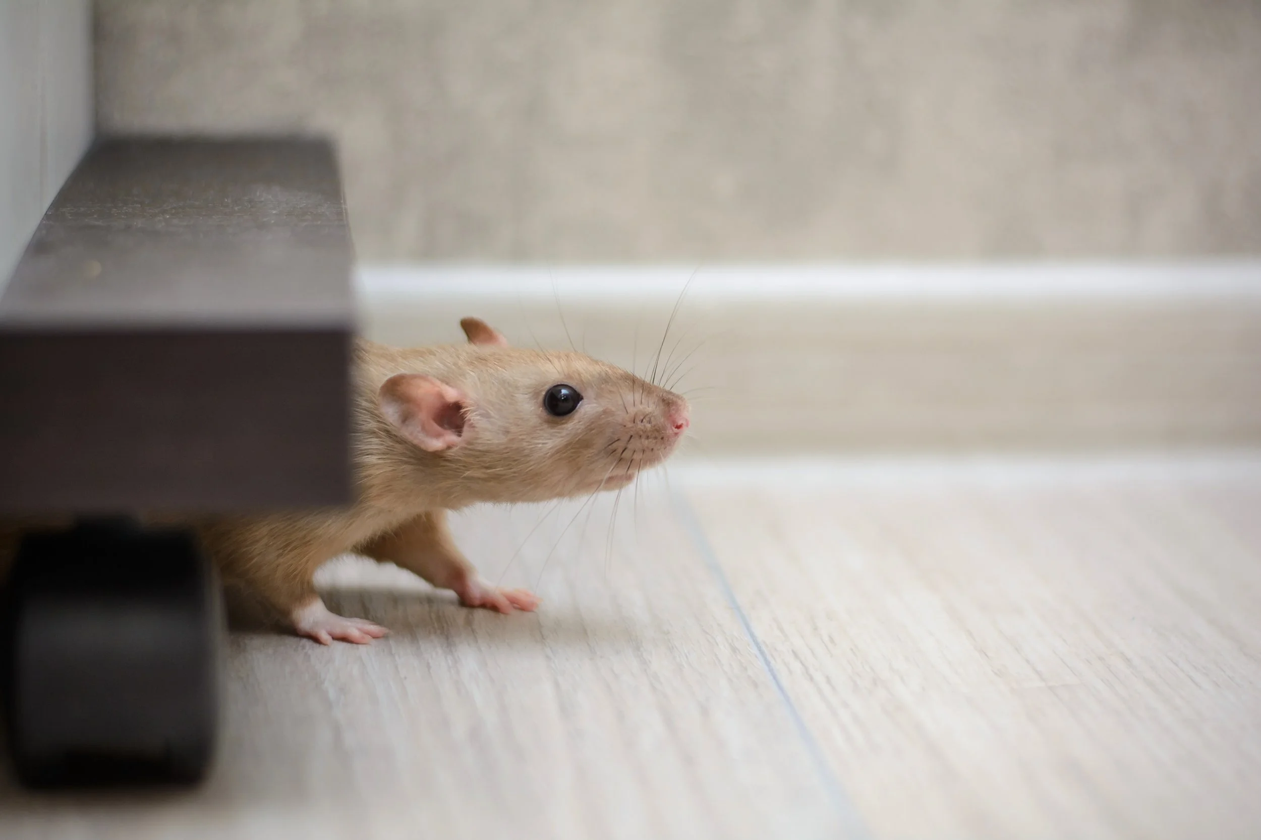 Mouse peeking out from under furniture onto a clean floor inside a home.