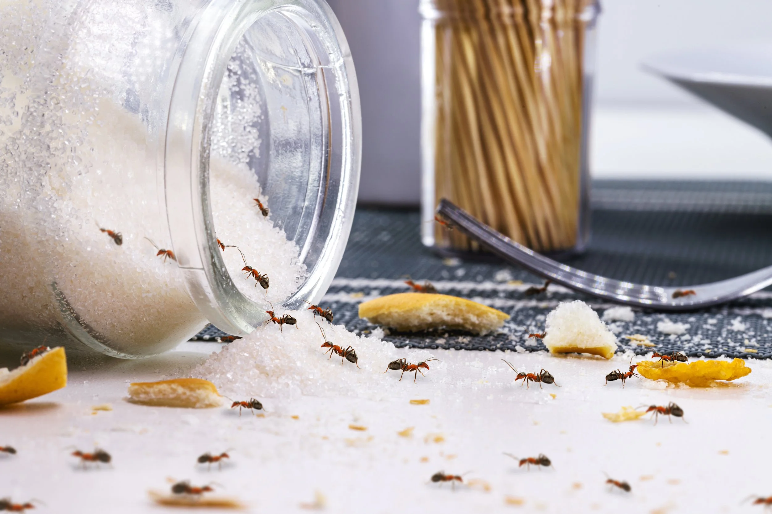 Ants crawling on a kitchen counter with spilled sugar and cookie crumbs near a jar.