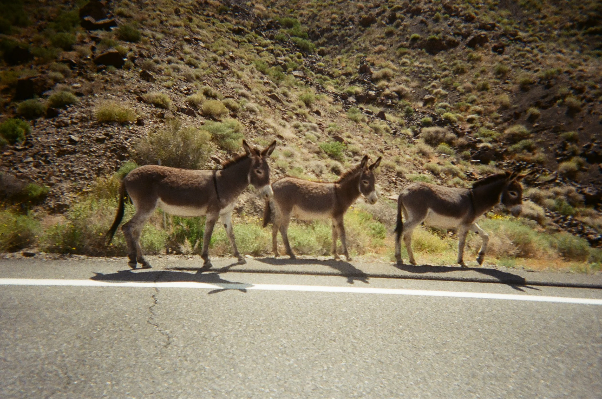 hitchhiking burros.jpg