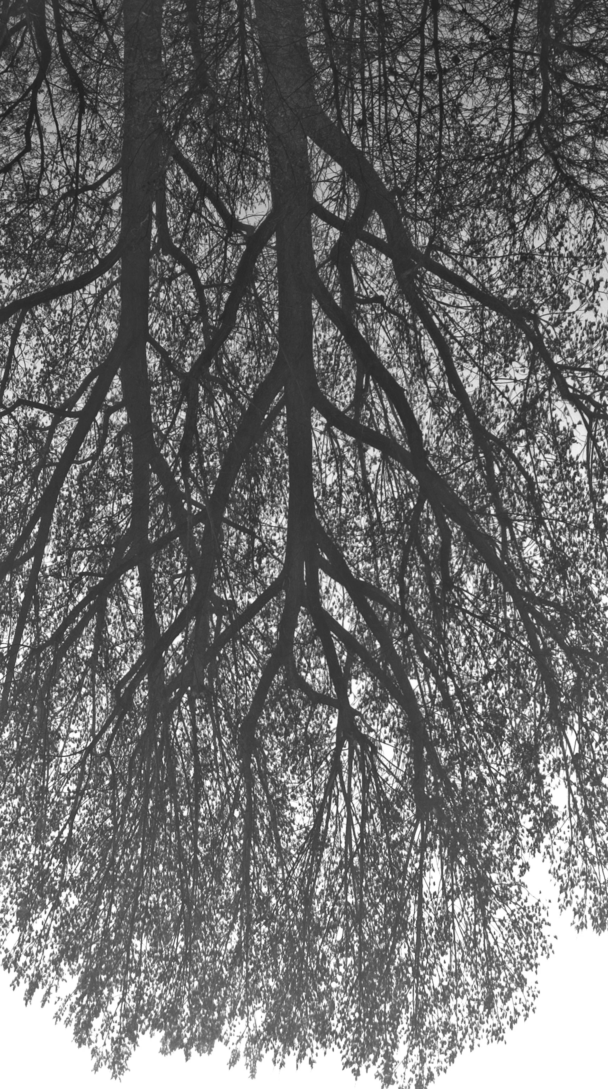 thinking-like-a-tree-mano-krach-138.JPG