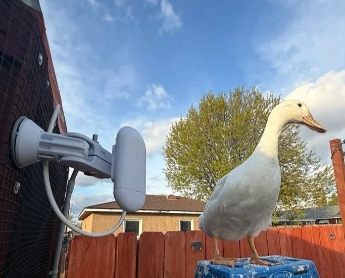 A duck perched on a blue box outdoors with a wooden fence, a tree, and houses in the background. An outdoor security camera is mounted on the fence to the left of the duck.