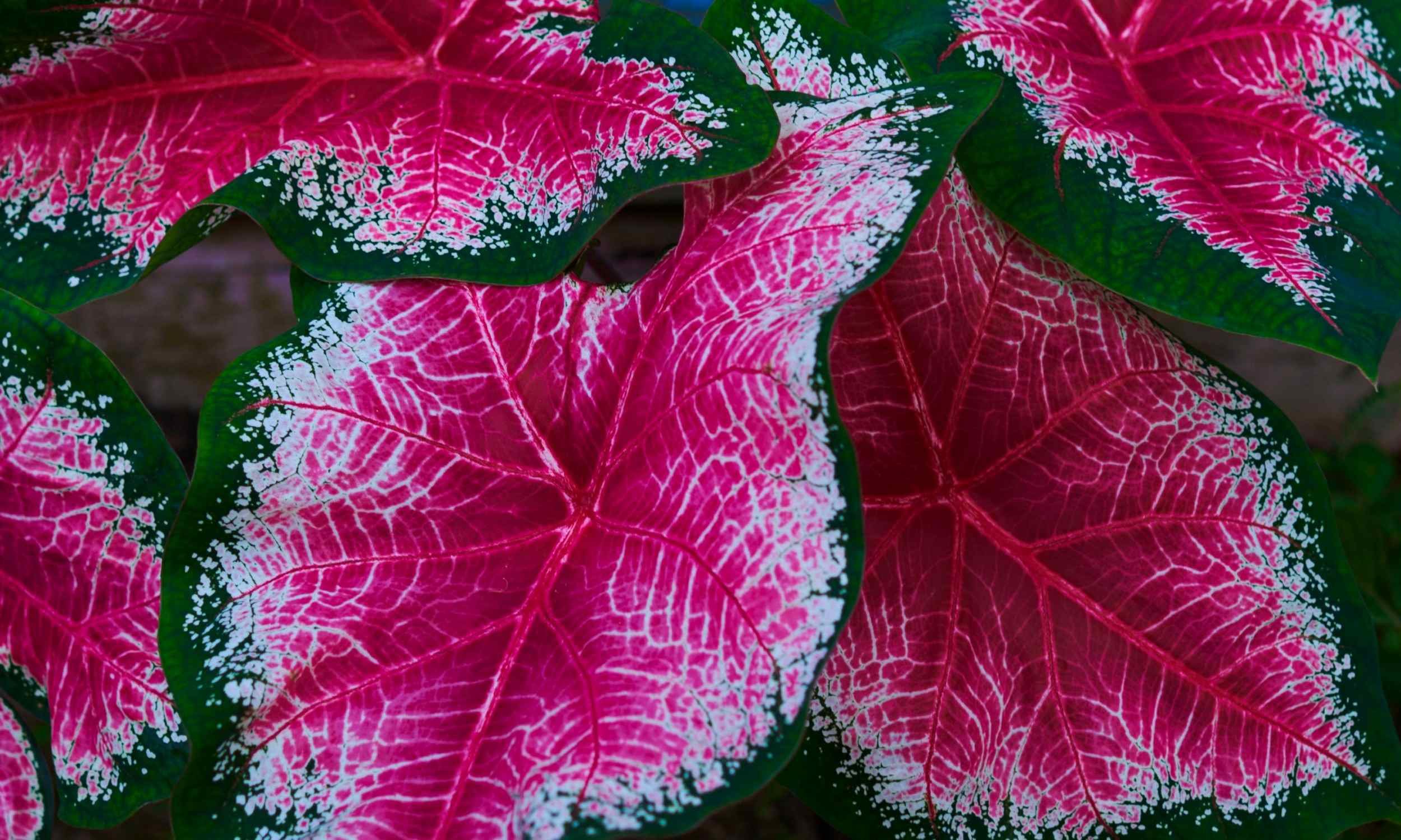 Harnessing Local Power: How to Advertise Your Business at the Lake Placid Caladium Festival and Beyond