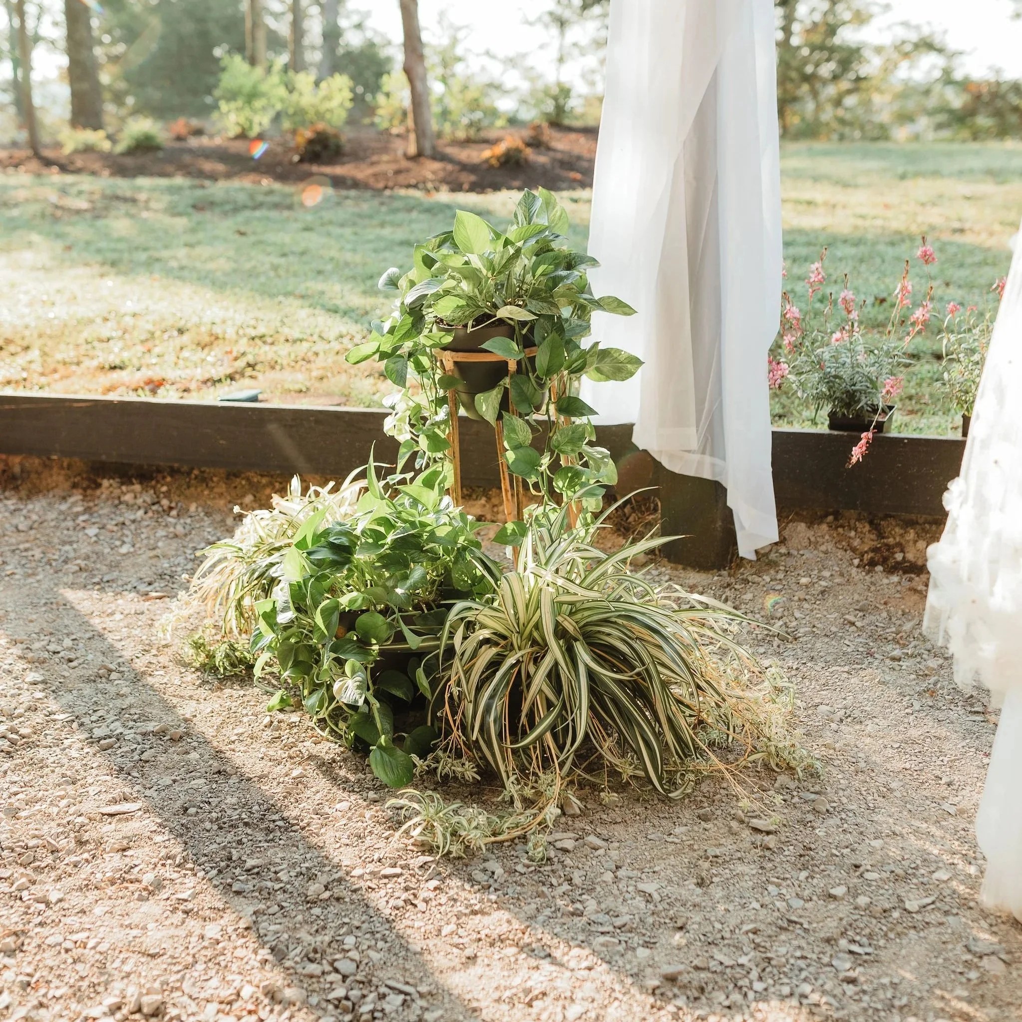 Plant wedding