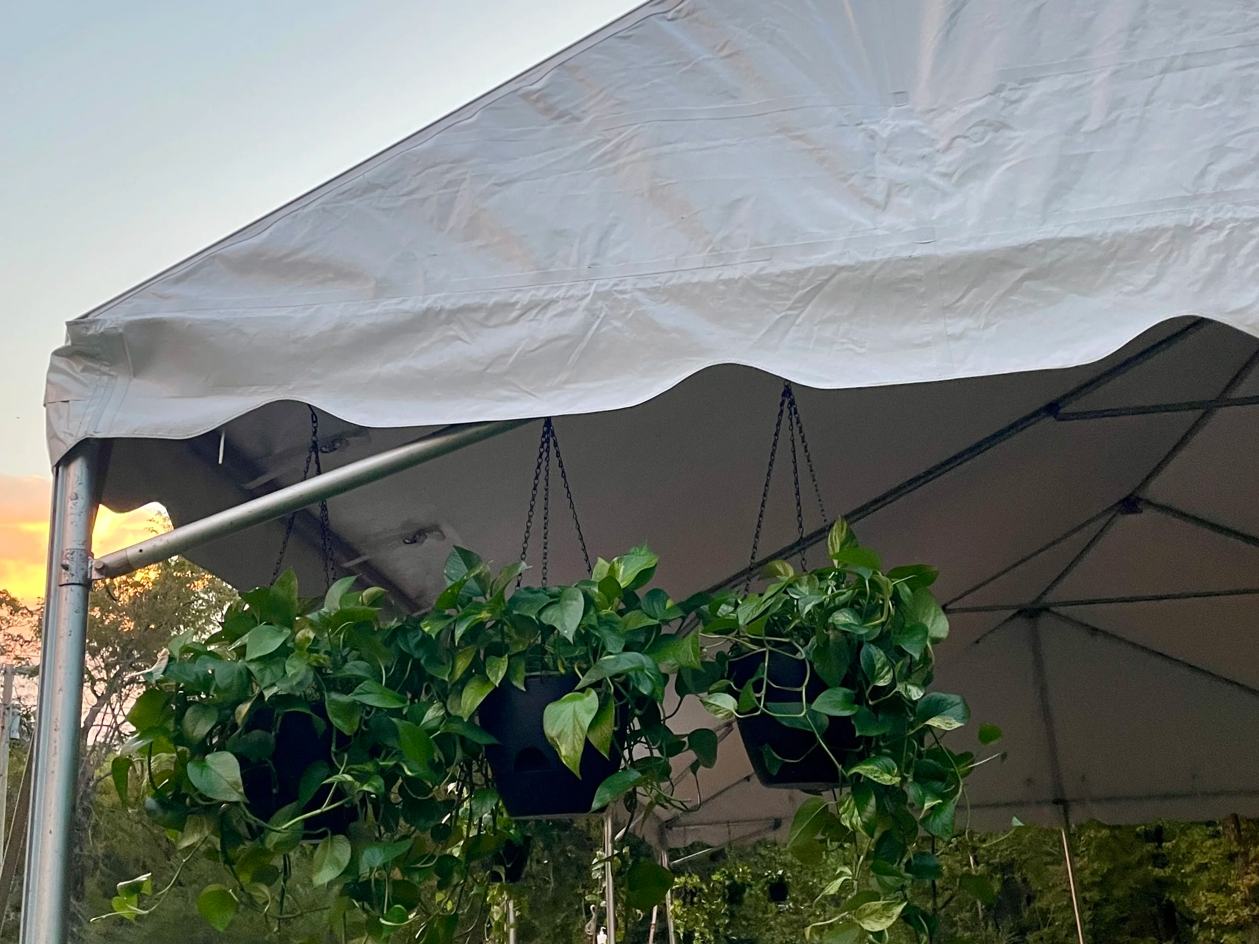 Plants hanging from at tent adding green lush effect