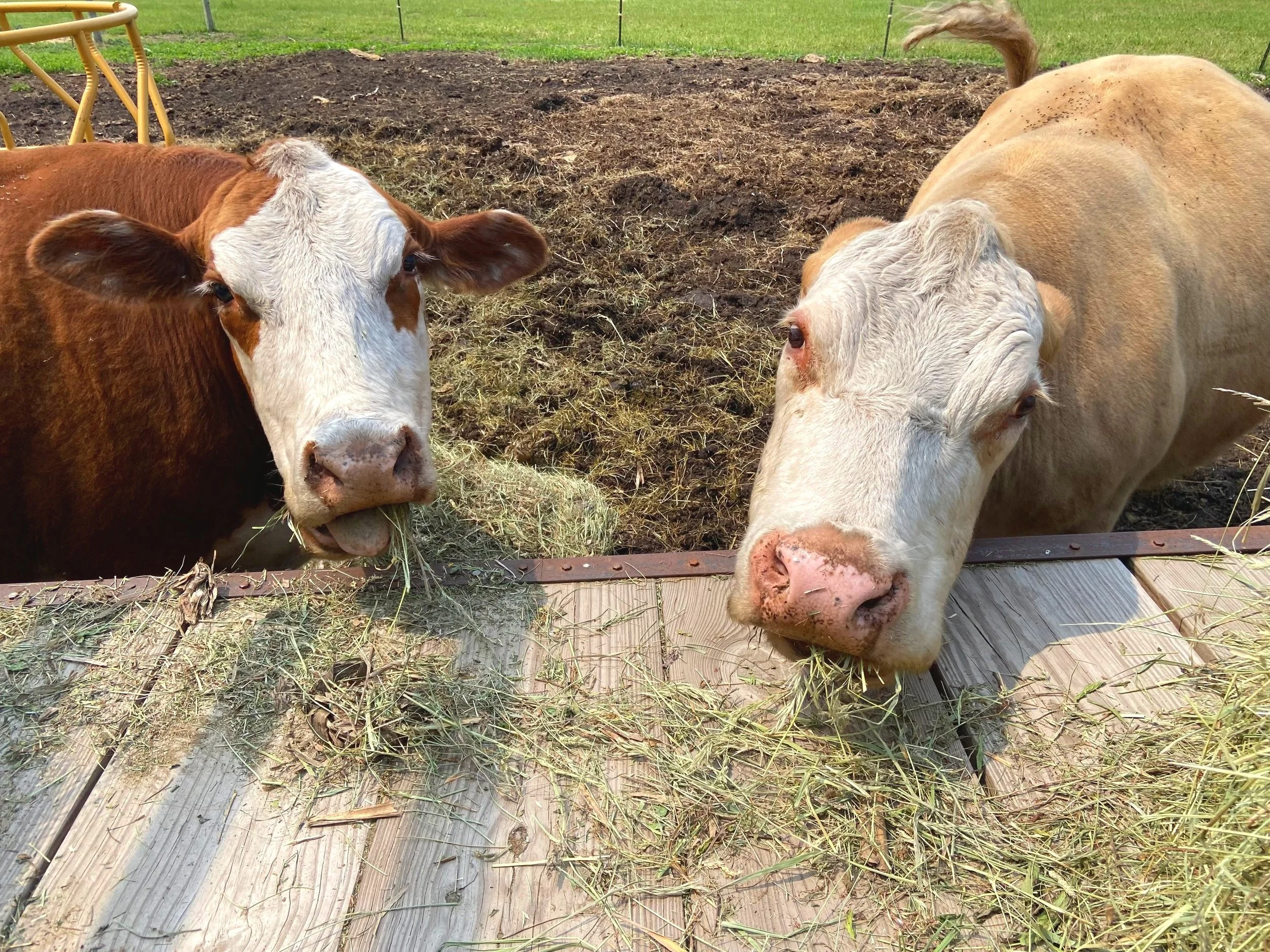 Two cows lying next to a wooden feeding area, eating hay on a farm field.