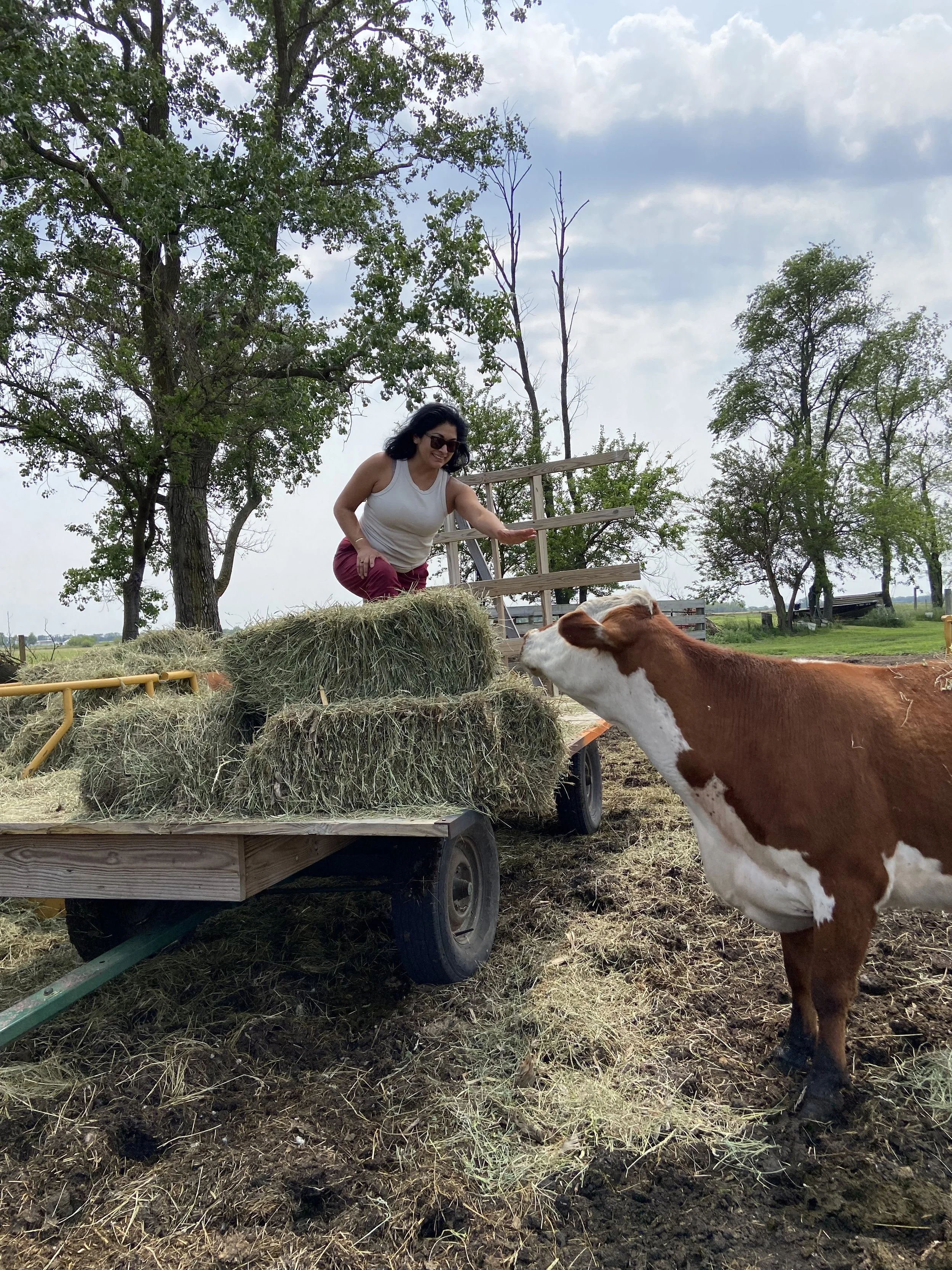 A woman reaching down to pet a brown and white cow on a farm, standing on a hay-filled flatbed trailer under trees with a cloudy sky.