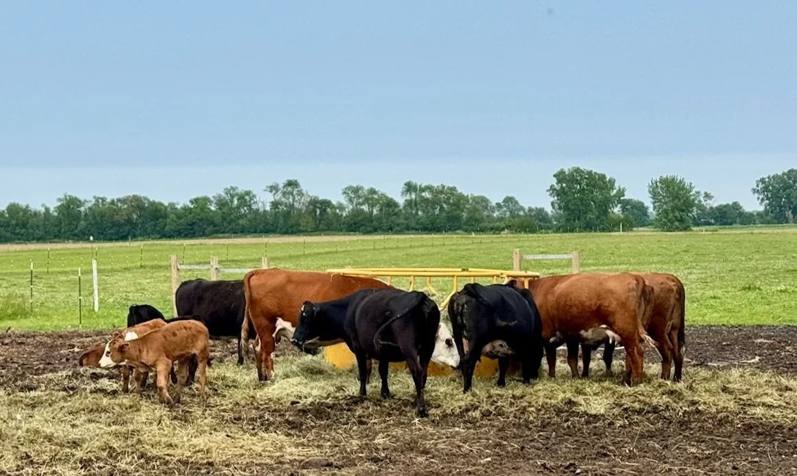 Group of cows and calves feeding on hay in a pasture with a green field and trees in the background.