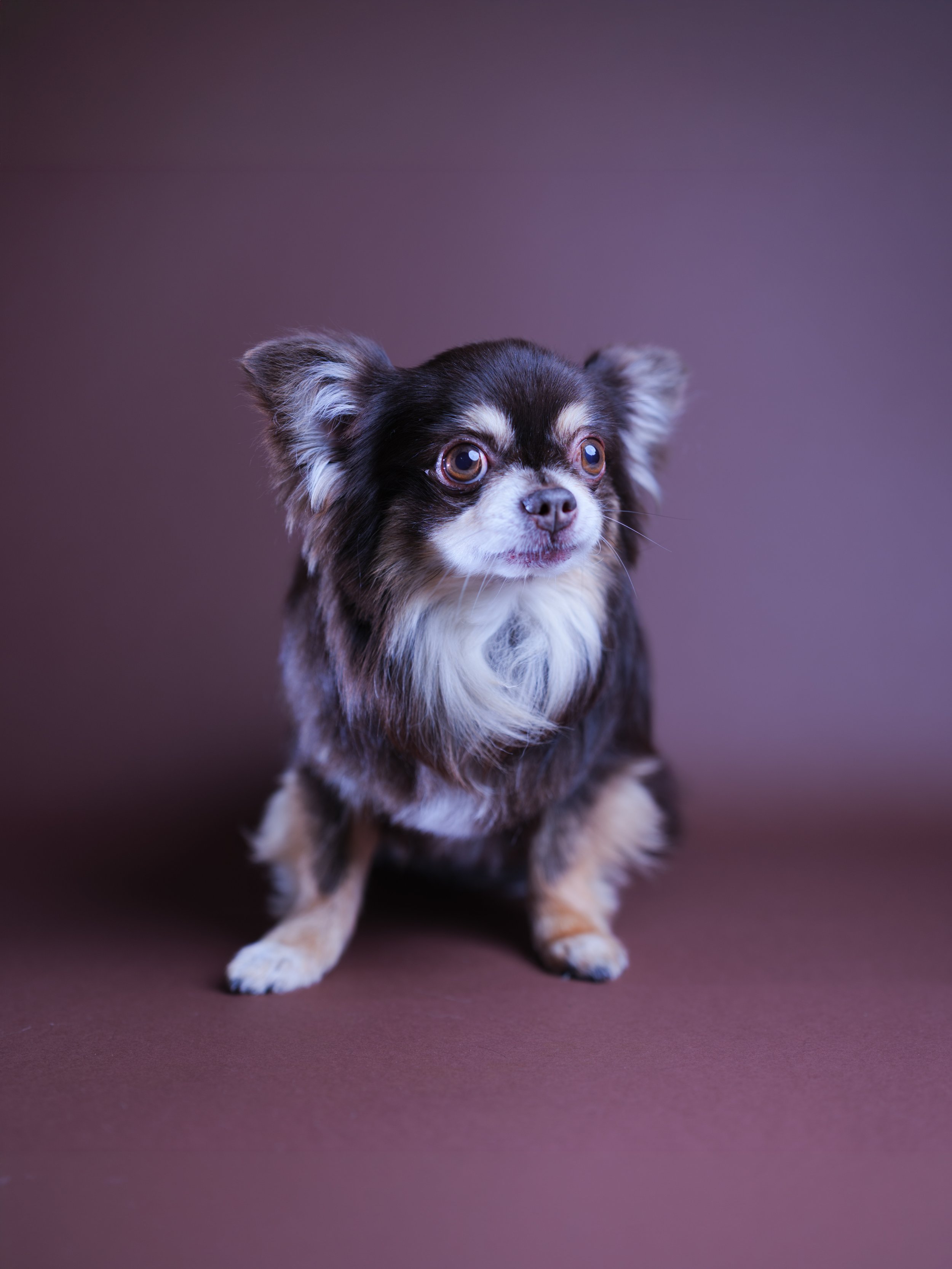 Chiwawa van Claudia Myny.jpg