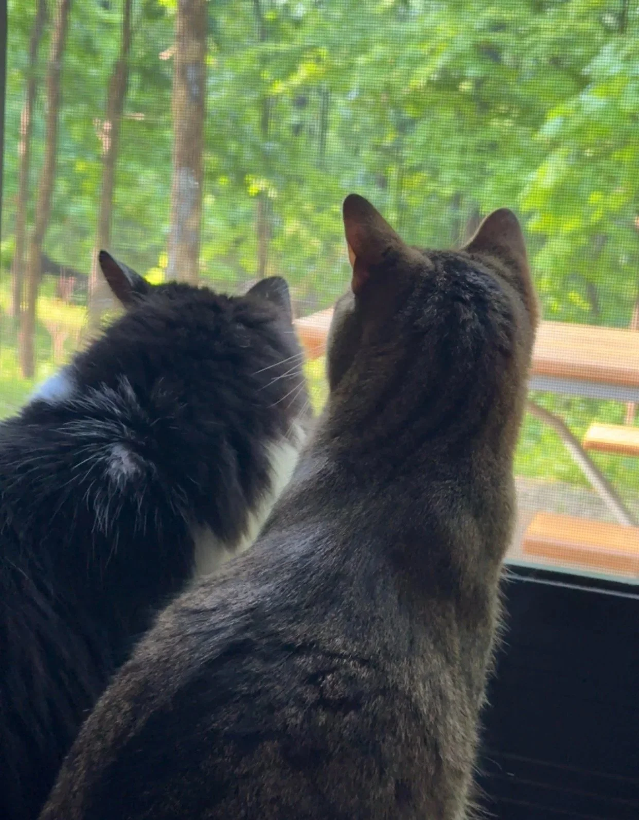 It Wouldn’t Be a Home Without Our Pets
