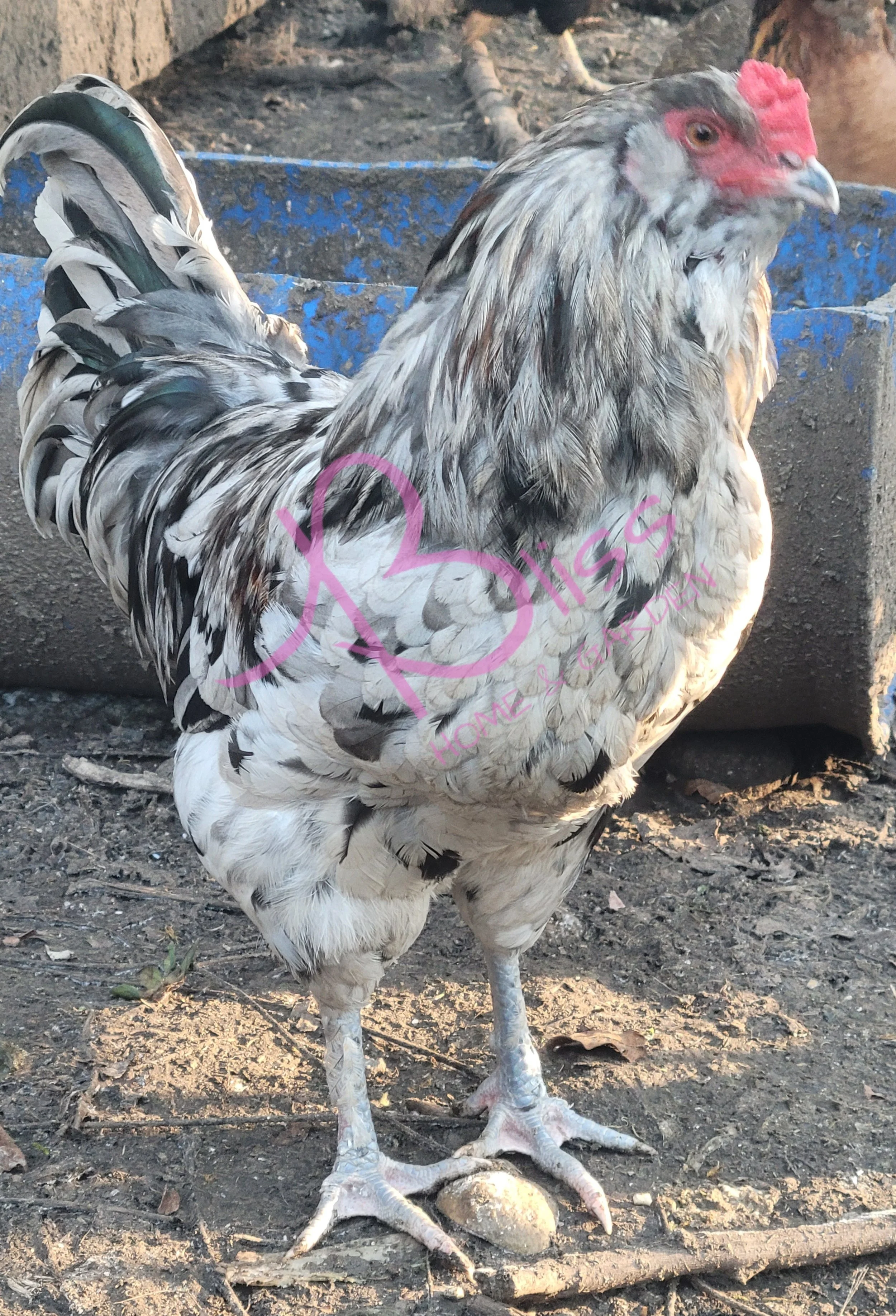 Ameraucana Hatching Eggs