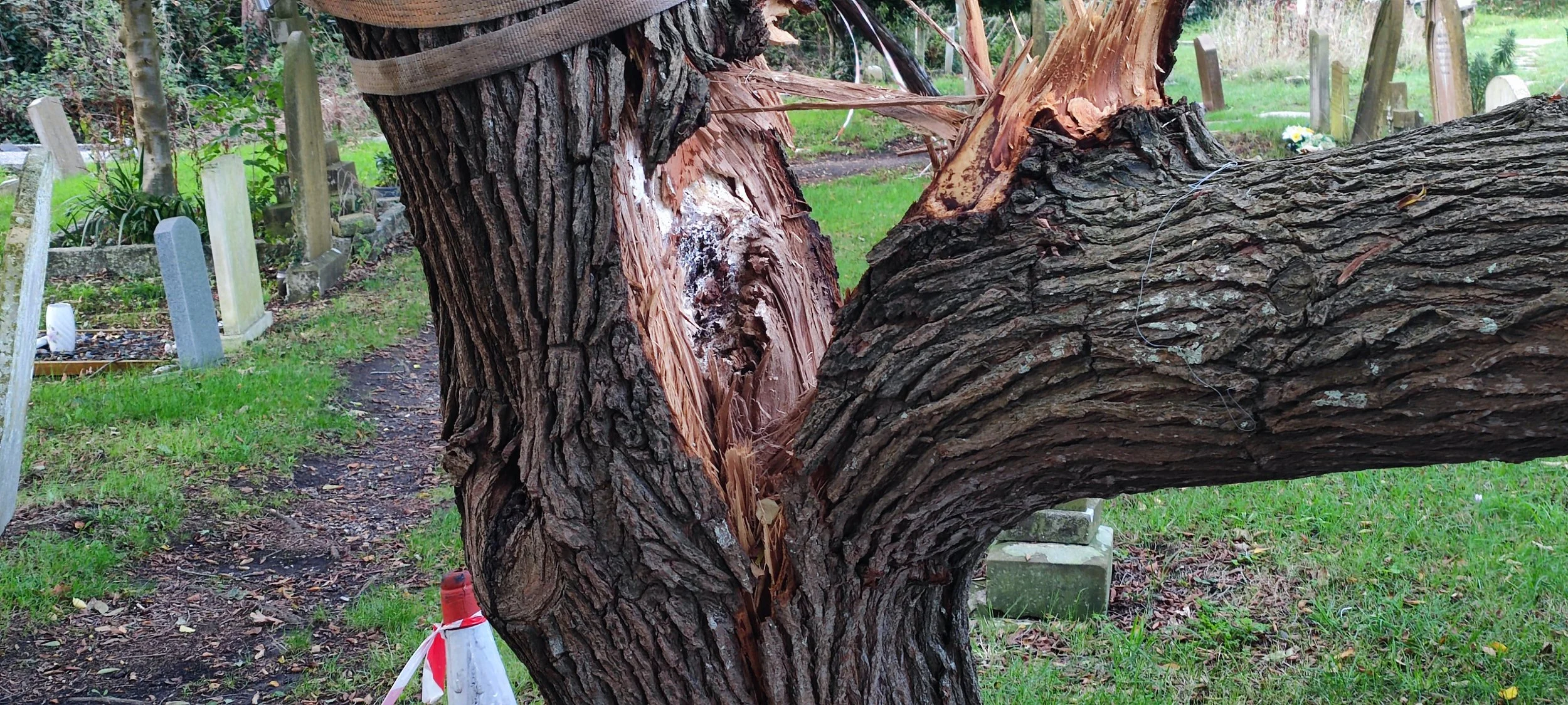 Chichester Tree Solutions - Tree surgery in a local churchyard (15).jpg