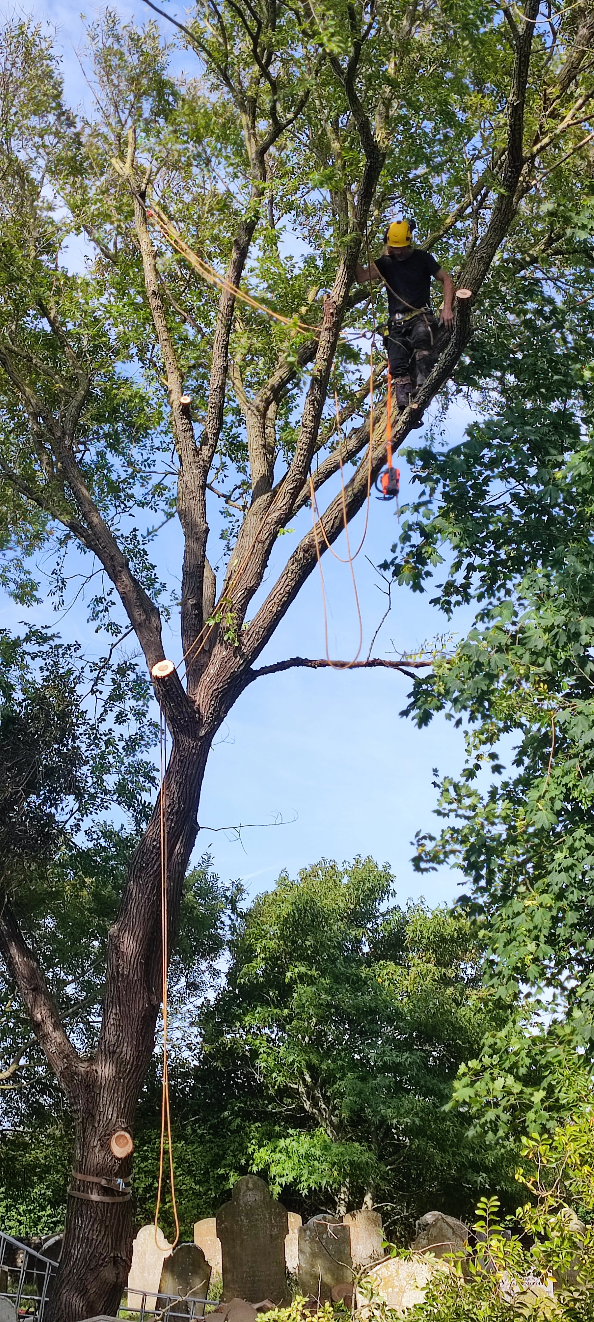 Chichester Tree Solutions - Tree surgery in a local churchyard (456).jpg