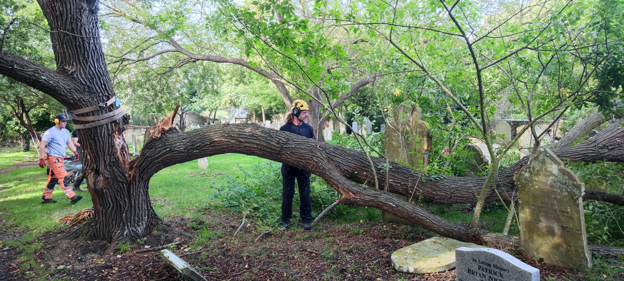 Chichester Tree Solutions - Tree surgery at St Peter & St Paul Church, Pound Road, West Wittering Church PO20 8AJ.jpg