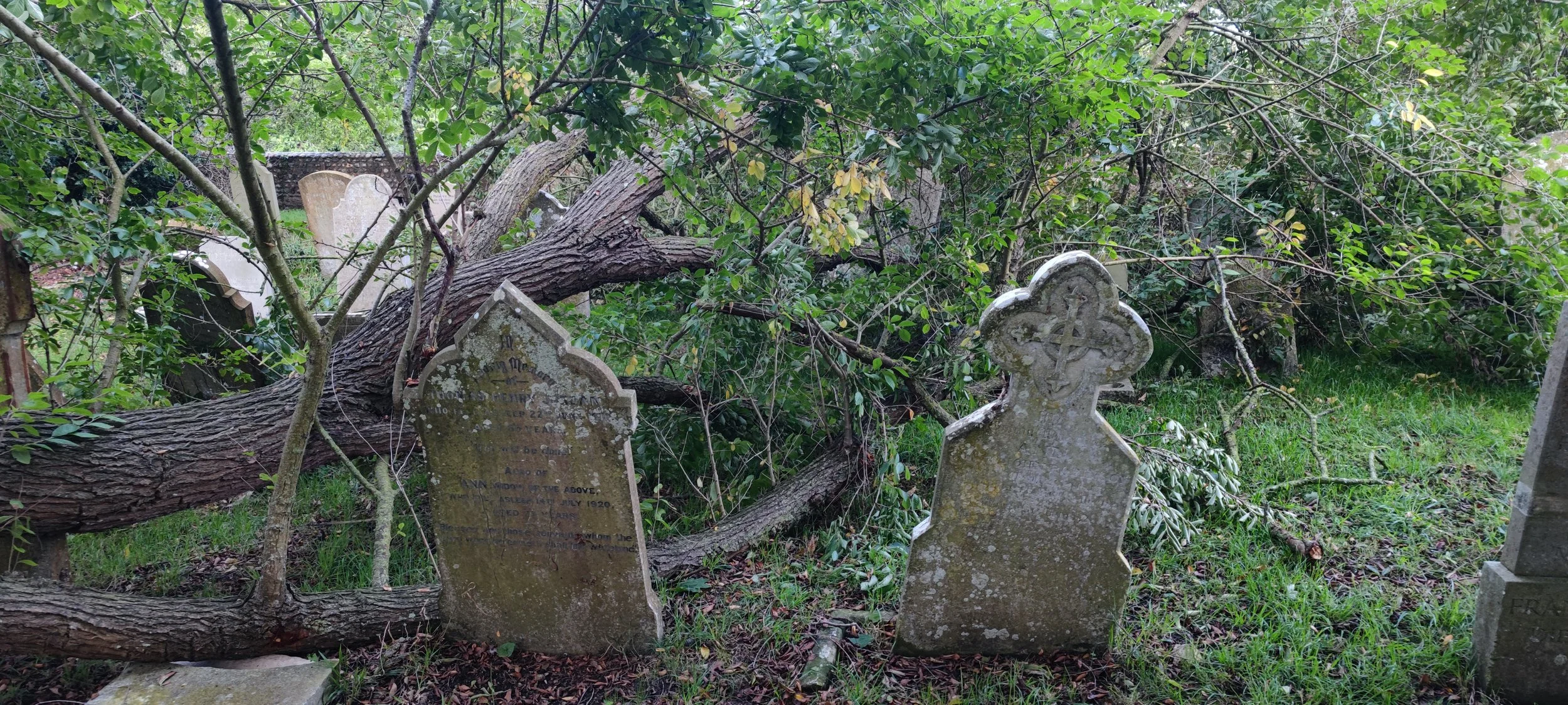 Chichester Tree Solutions - Tree surgery in a local churchyard (13).jpg