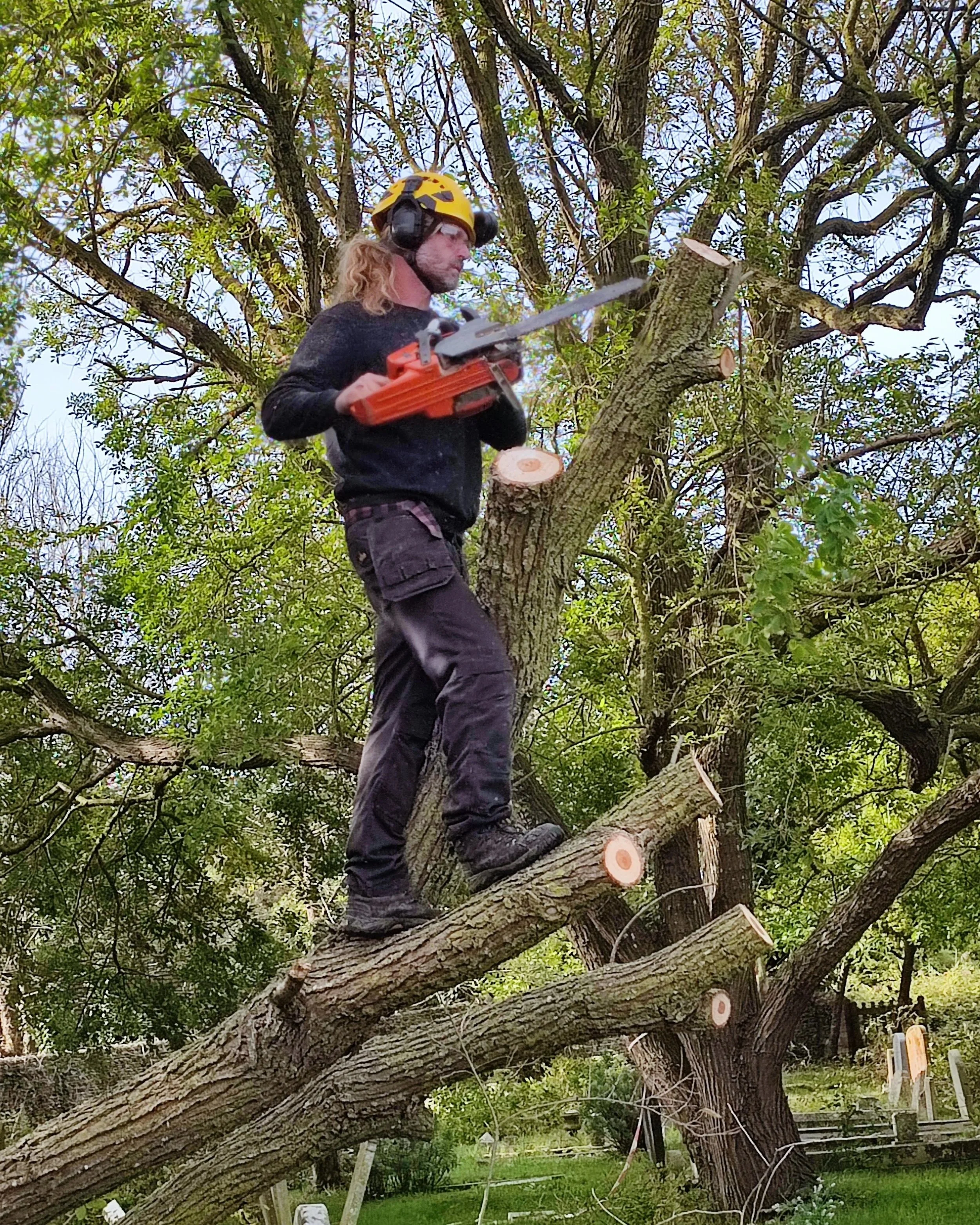 Chichester+Tree+Solutions+-+Tree+surgery+in+a+local+churchyard+%28234%29.jpg