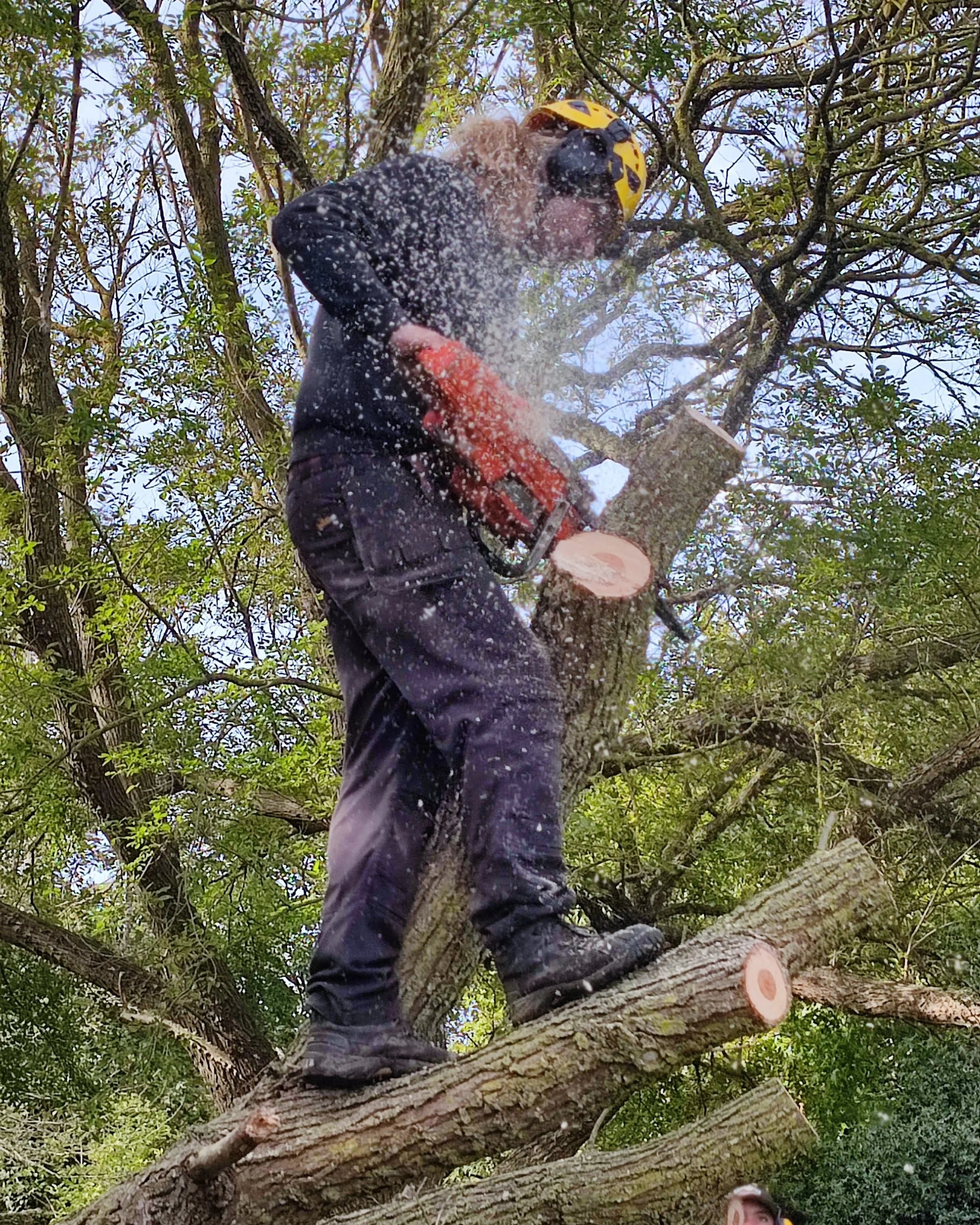 Chichester+Tree+Solutions+-+Tree+surgery+in+a+local+churchyard+%28248%29.jpg