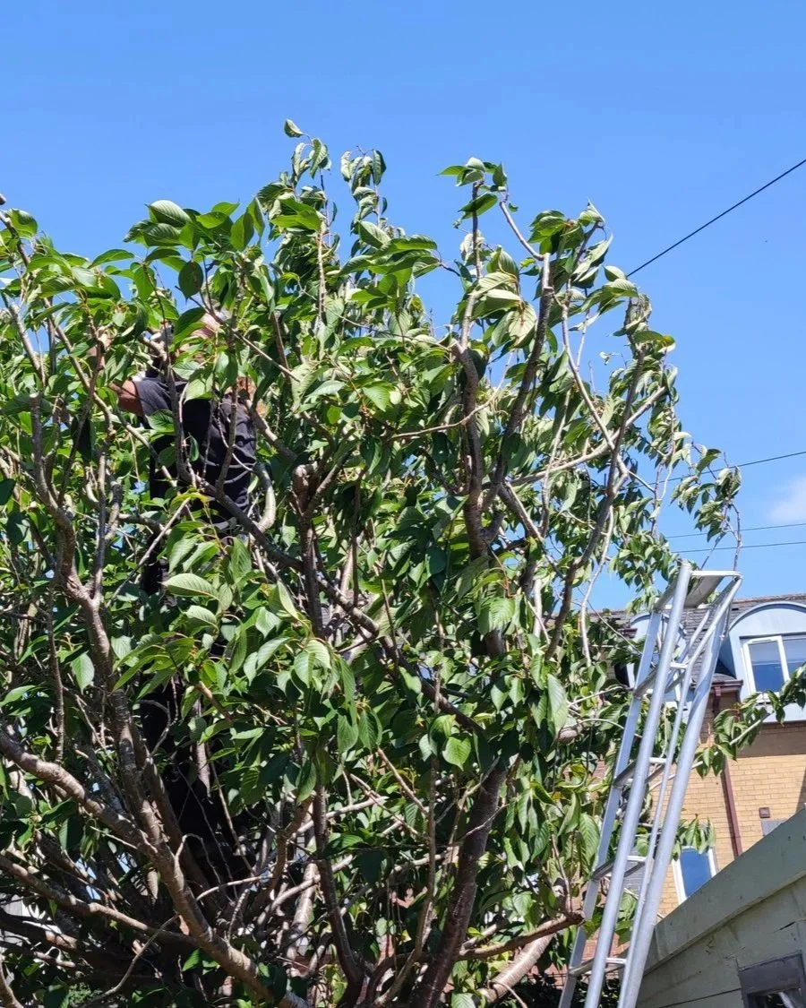 Chichester+Tree+Solutions+-+Yew+Tree+removal+and+stump+grinding+in+Chichester+West+Sussex+%2894%29.jpg