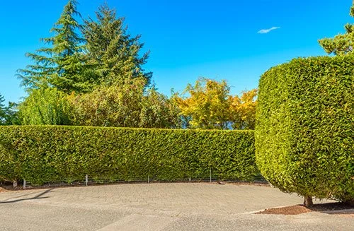 Chichester Tree Solutions - Hedges in Chichester 1.jpg