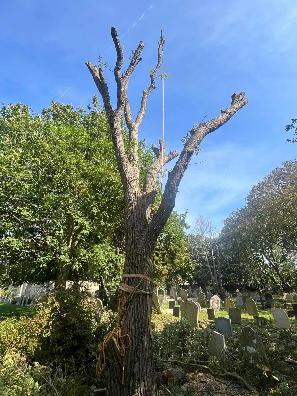 Chichester Tree Solutions - Tree surgery in a local churchyard (1b).jpg