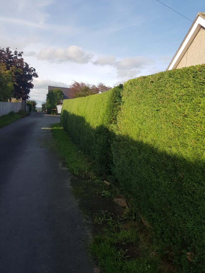 Chichester Tree Solutions - Hedges in Birdham (After).jpg