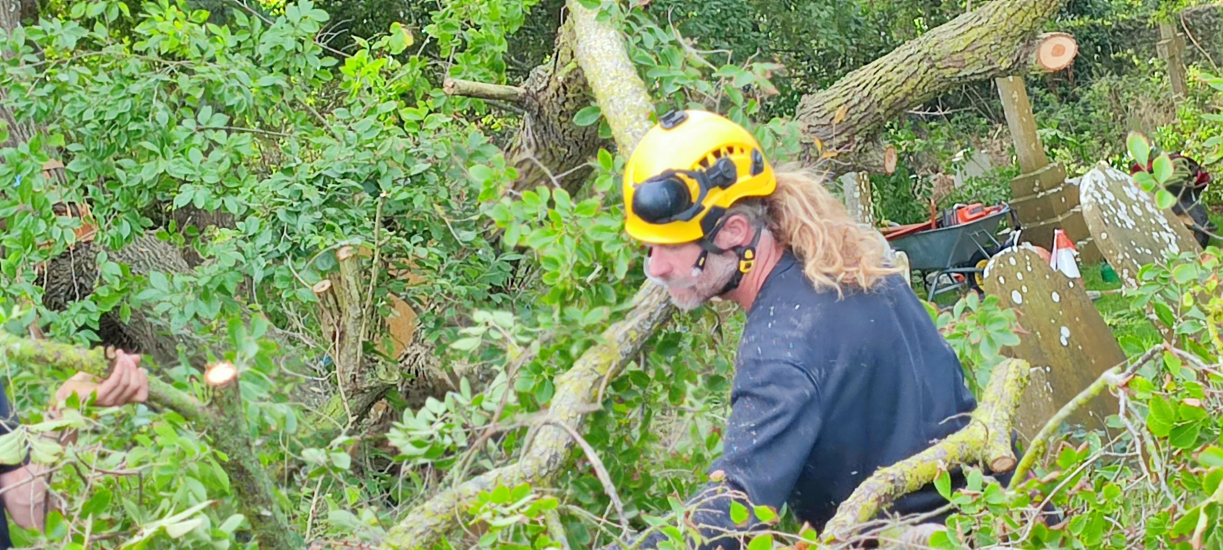 Chichester Tree Solutions - Tree surgery in a local churchyard (203).jpg
