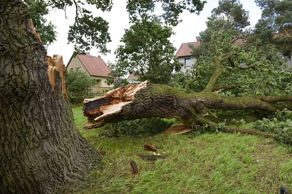 Chichester Tree Solutions - Emergency Tree Care