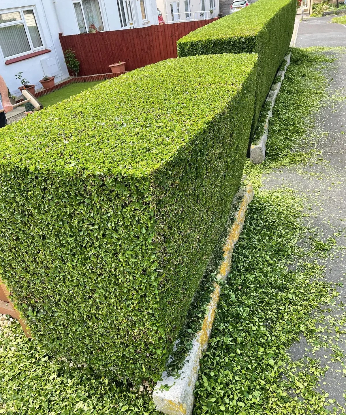 Chichester Tree Solutions - Hedges in Chichester 2.jpg