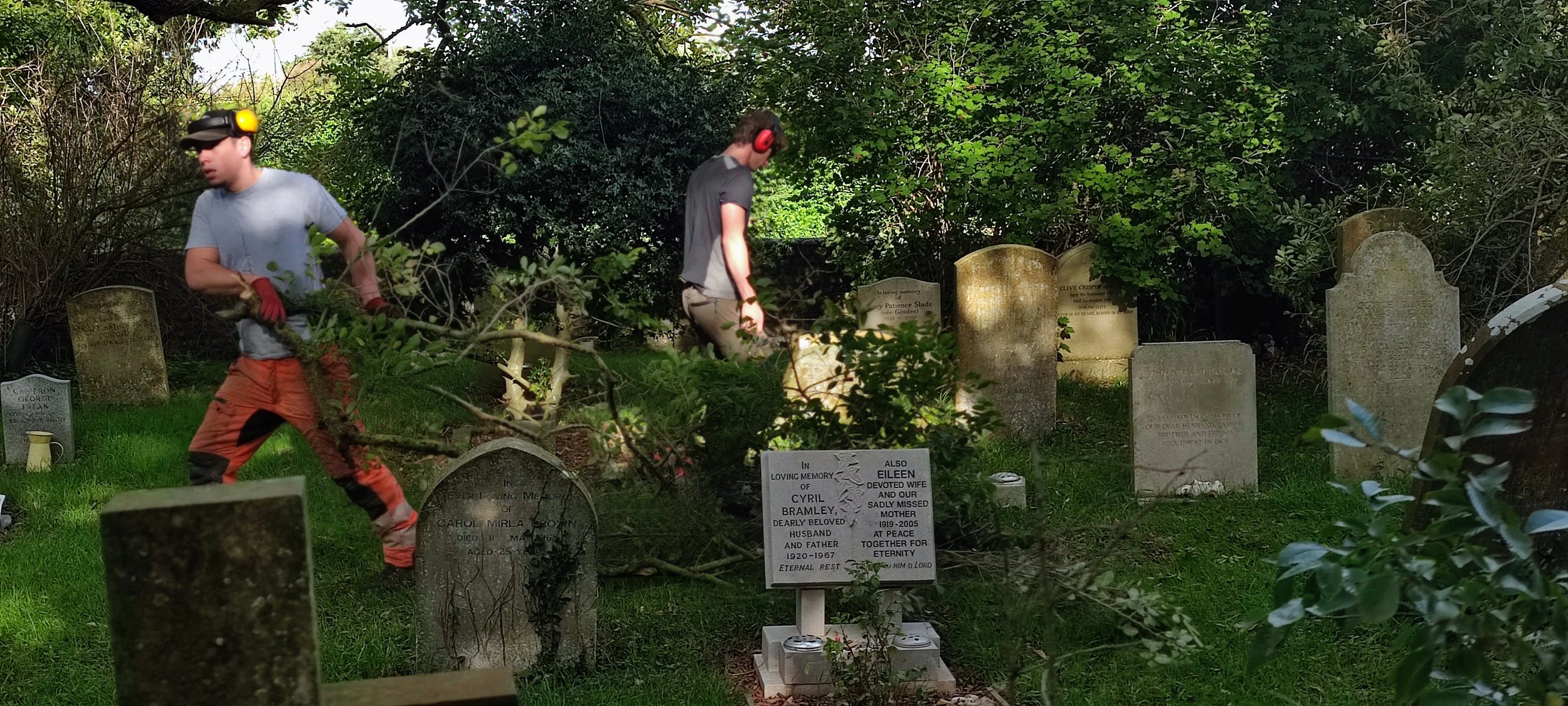 Chichester Tree Solutions - Tree surgery in a local churchyard (83).jpg