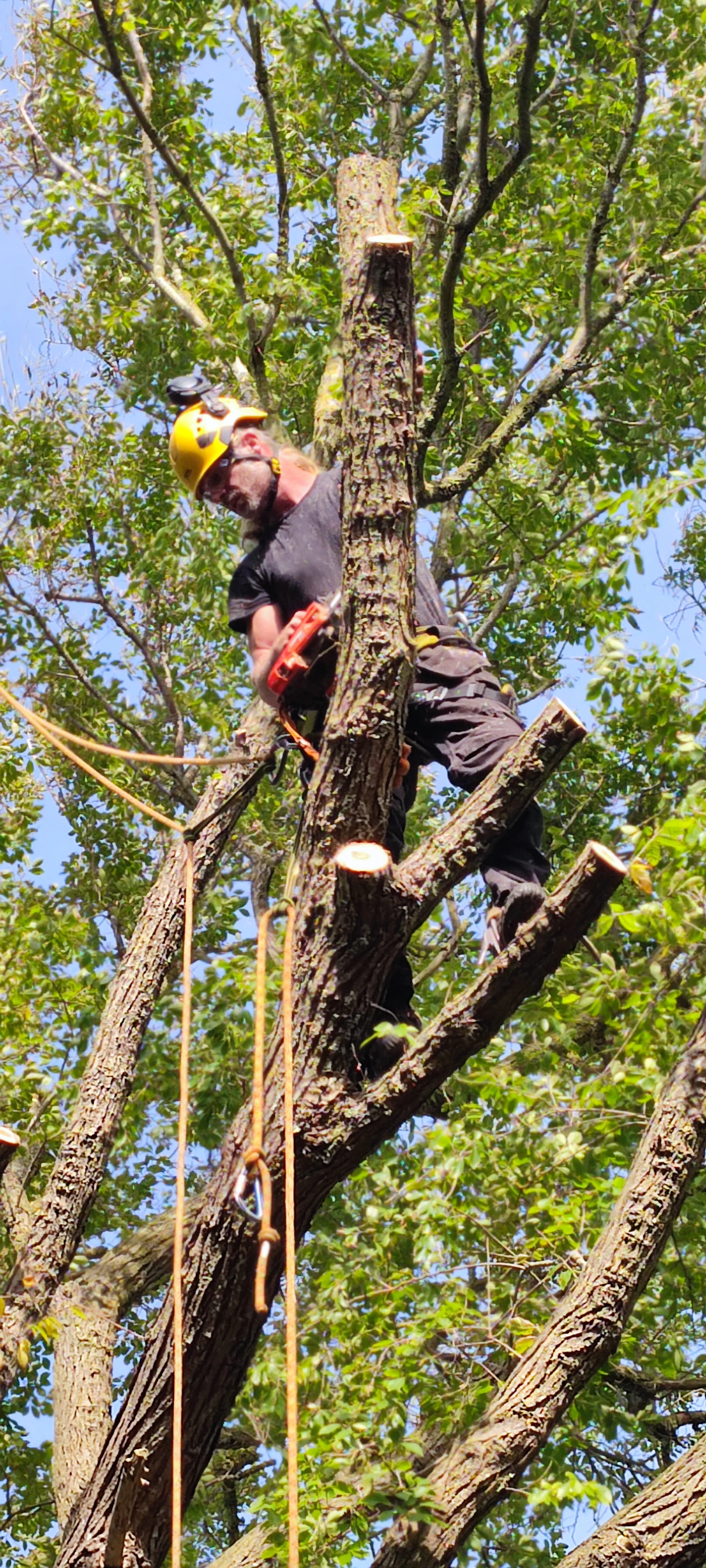 Chichester Tree Solutions - Tree surgery in a local churchyard (403).jpg