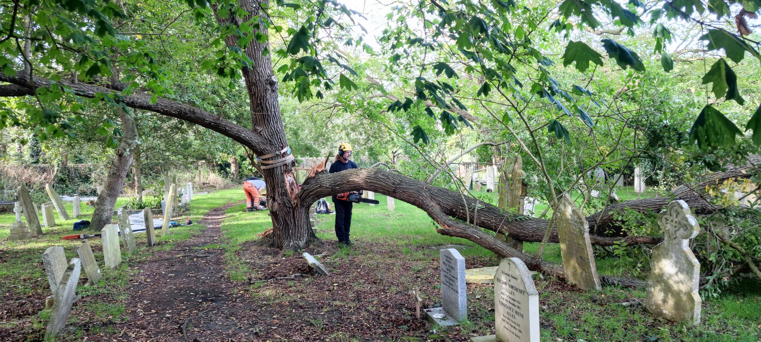 Chichester Tree Solutions - Tree surgery in a local churchyard (16).jpg