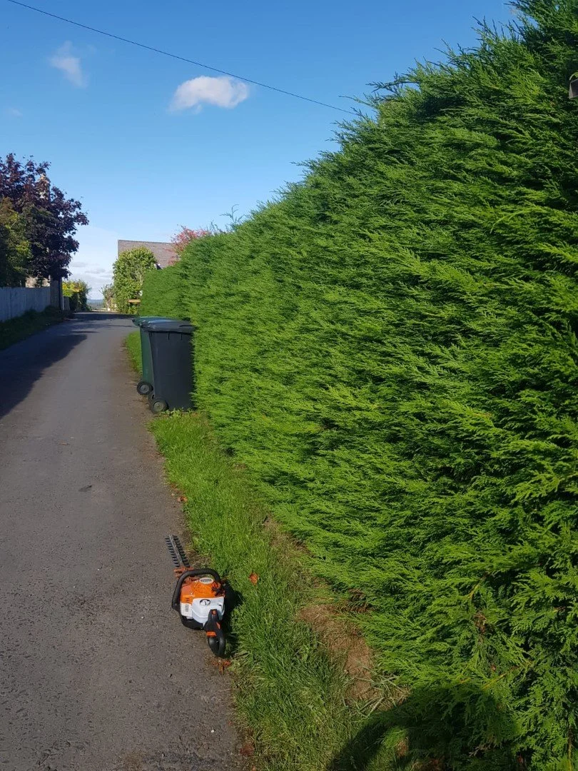Chichester Tree Solutions - Hedges in Birdham (Before).jpg