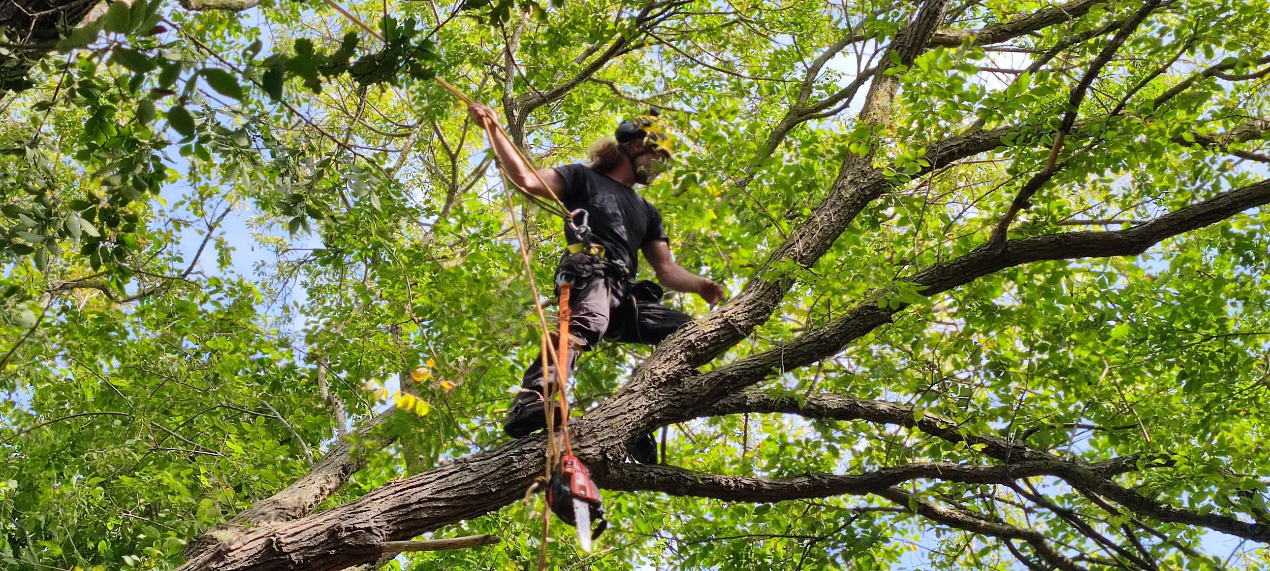 Chichester Tree Solutions - Tree surgery in a local churchyard (380).jpg