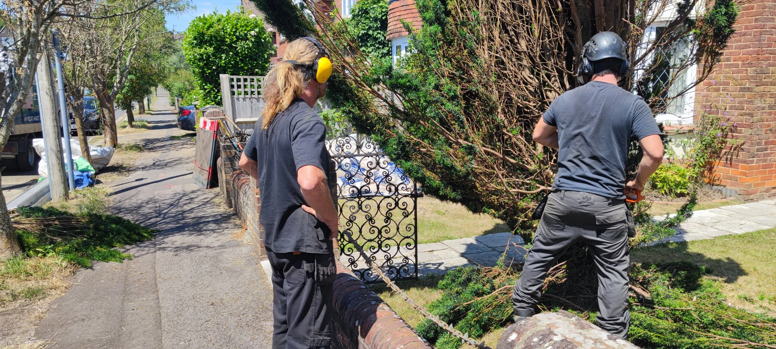 Chichester Tree Solutions - Yew Tree removal and stump grinding in Chichester West Sussex (59).jpg