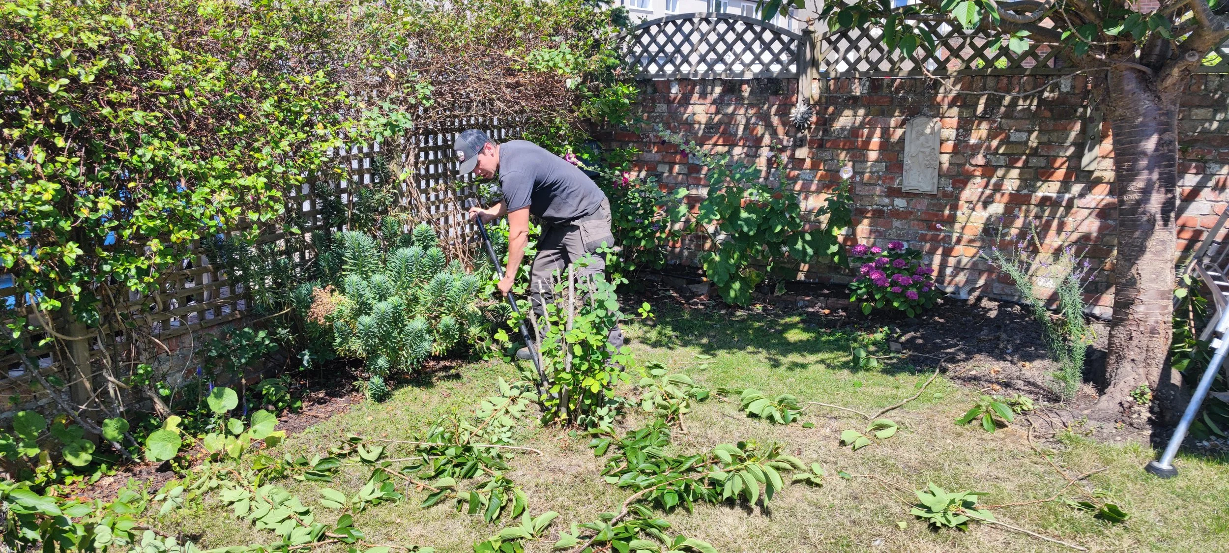 Chichester Tree Solutions - Yew Tree removal and stump grinding in Chichester West Sussex (92).jpg