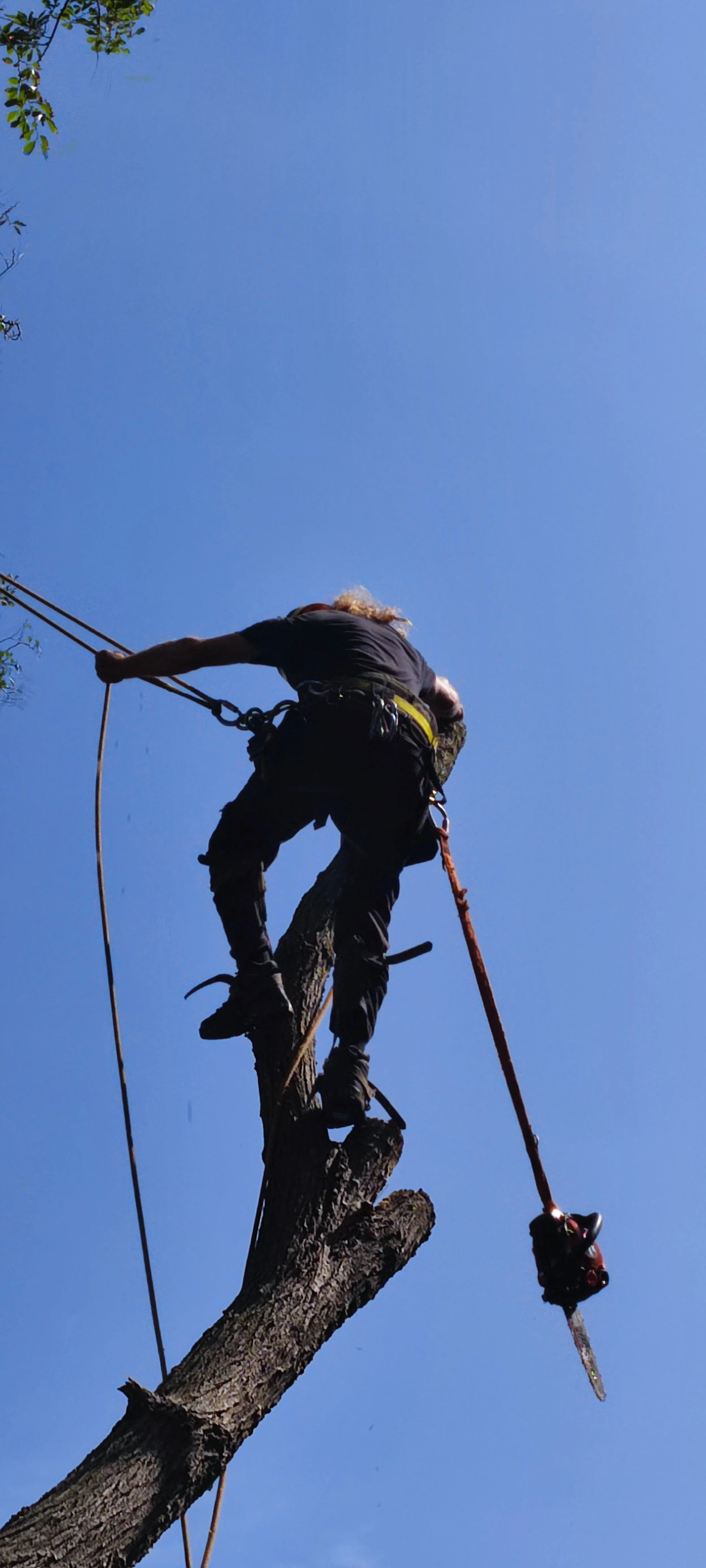 Chichester Tree Solutions - Tree surgery in a local churchyard (508).jpg