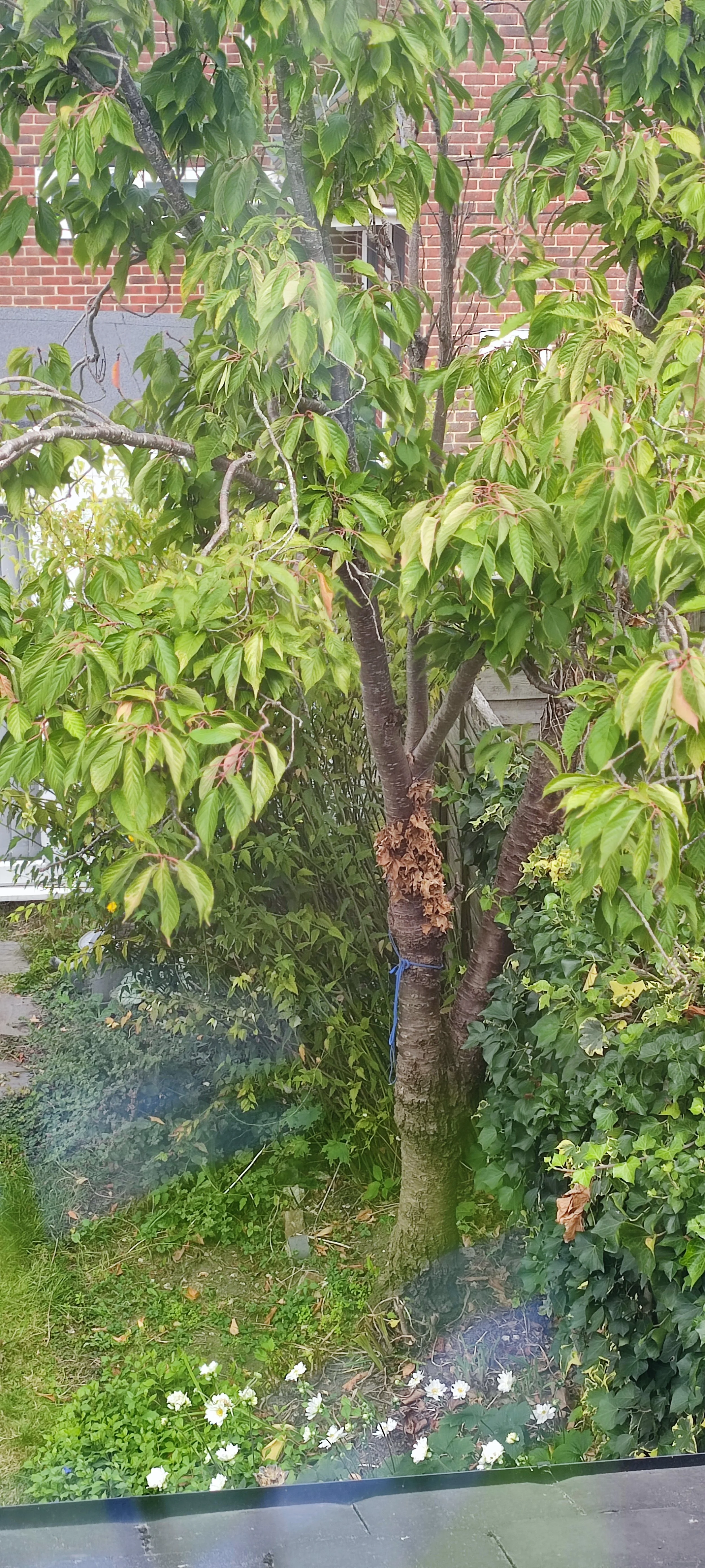 Tree pruning at Adelaide Road, Chichester, PO19 7NG