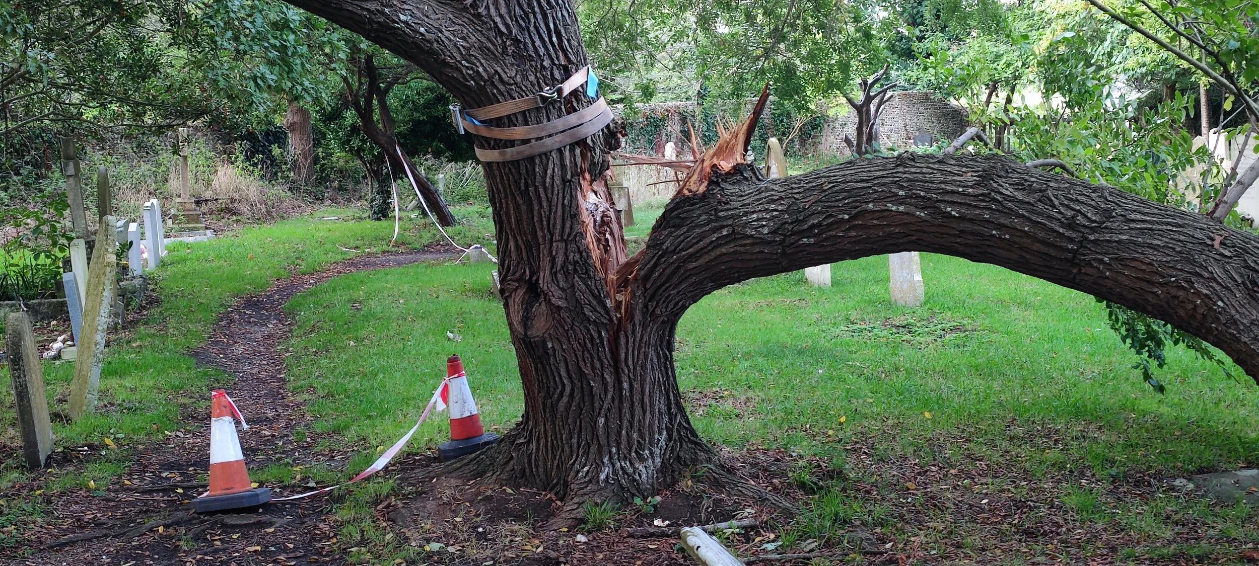Chichester Tree Solutions - Tree surgery in a local churchyard (9).jpg