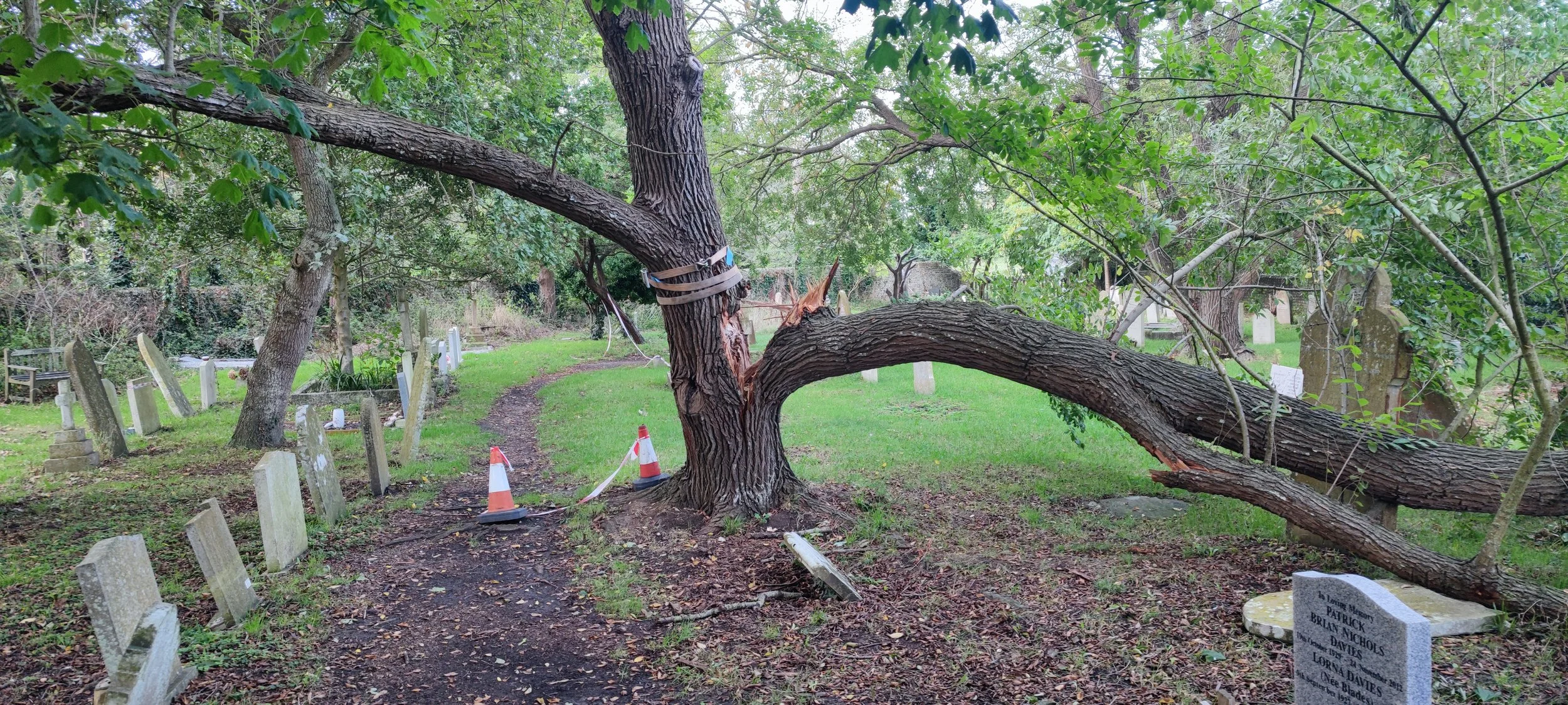 Chichester Tree Solutions - Tree surgery in a local churchyard (10).jpg